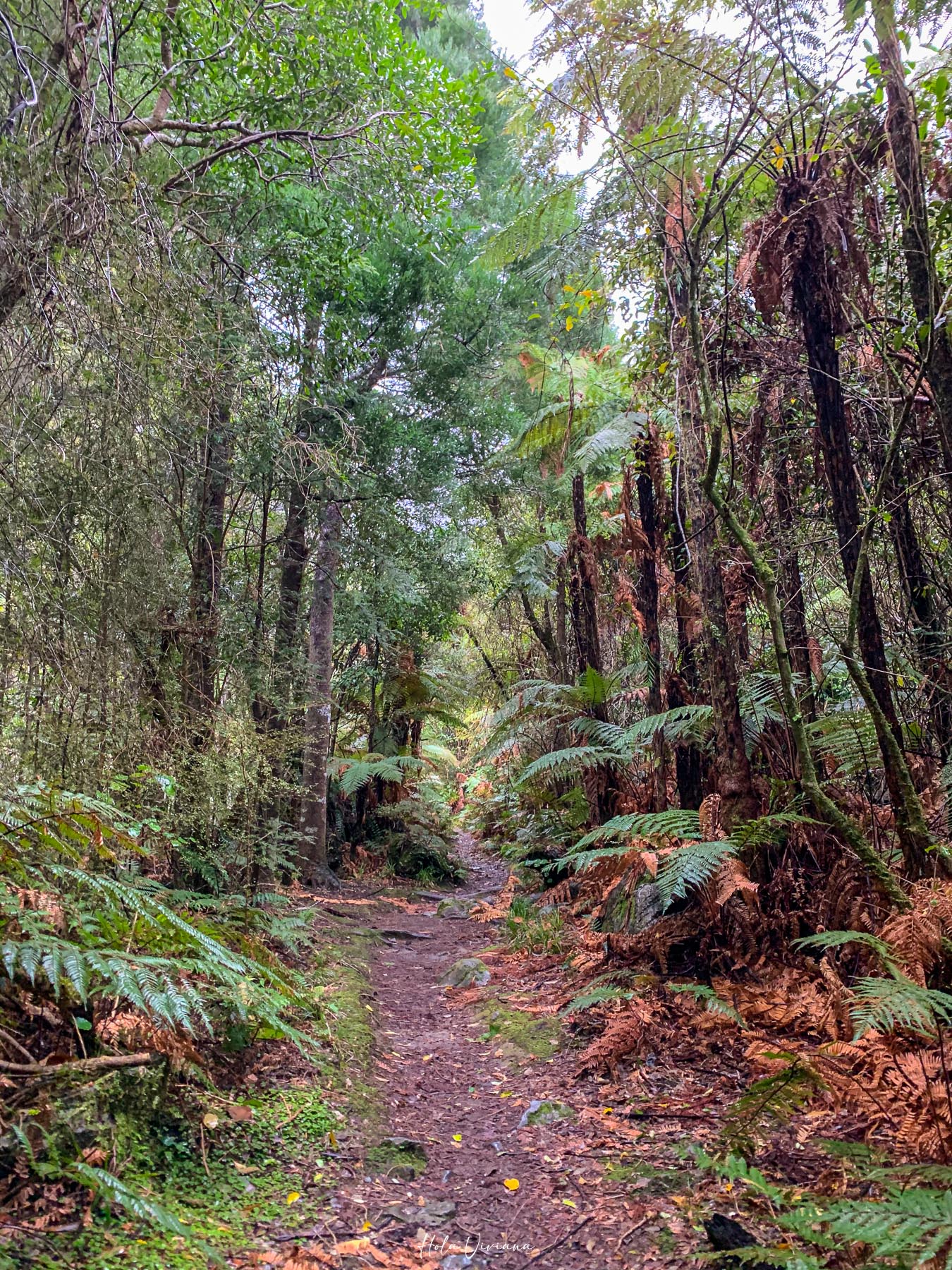 紐西蘭|朝聖 Windows 桌布拍攝地 Wharariki Beach|Golden Bay 二日遊 - 第8張圖 Takaka 景點 Rawhiti Cave 鐘乳石洞