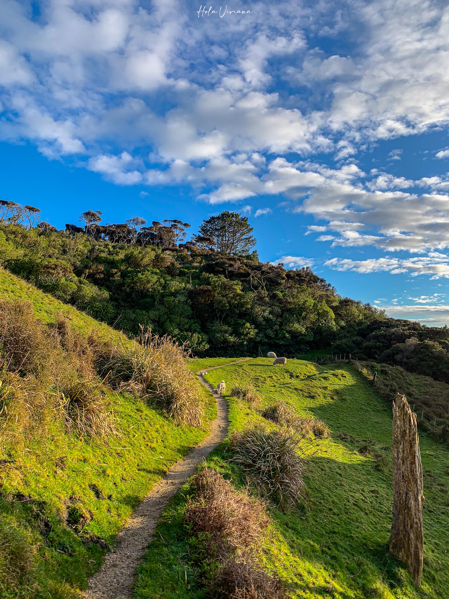紐西蘭|朝聖 Windows 桌布拍攝地 Wharariki Beach|Golden Bay 二日遊 - 第16張圖 Windows 桌布拍攝地 Wharariki Beach