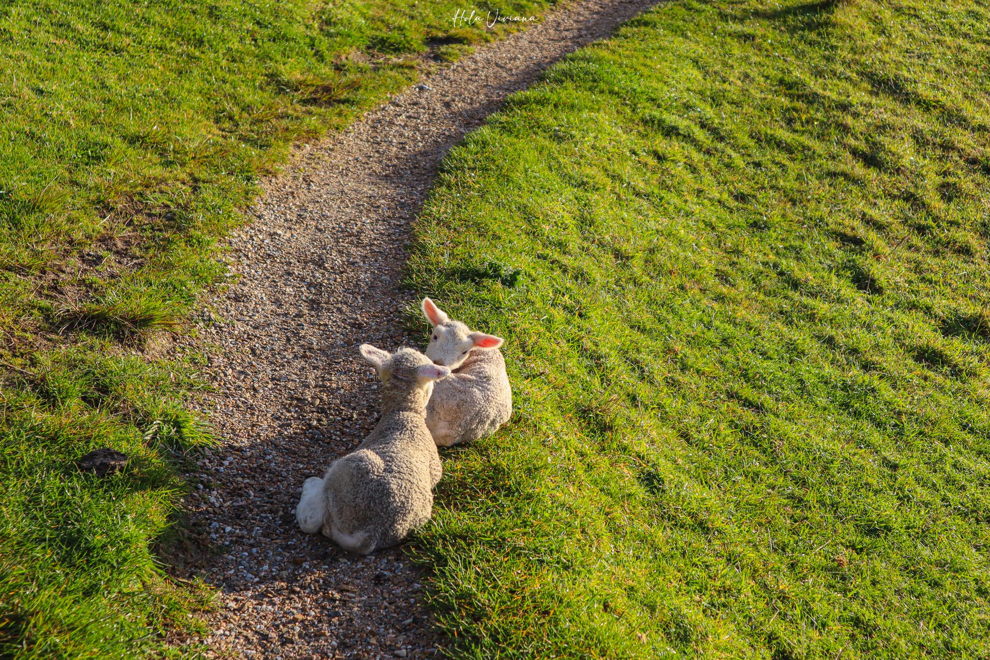 紐西蘭|朝聖 Windows 桌布拍攝地 Wharariki Beach|Golden Bay 二日遊 - 第17張圖 Windows 桌布拍攝地 Wharariki Beach