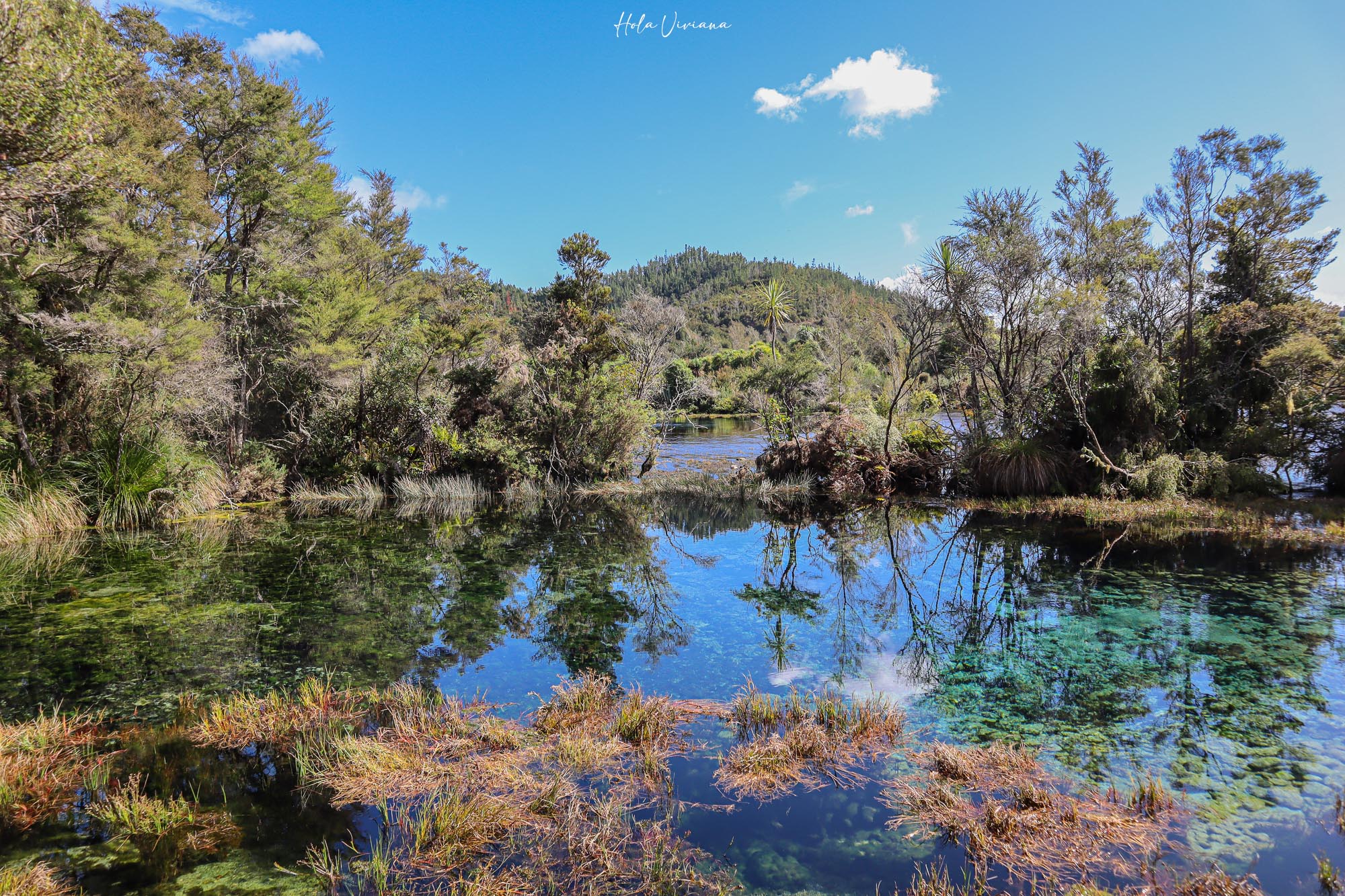 紐西蘭|朝聖 Windows 桌布拍攝地 Wharariki Beach|Golden Bay 二日遊 - 第34張圖 Takaka 景點推薦 Te Waikoropupu Springs 蒂懷科魯普普泉