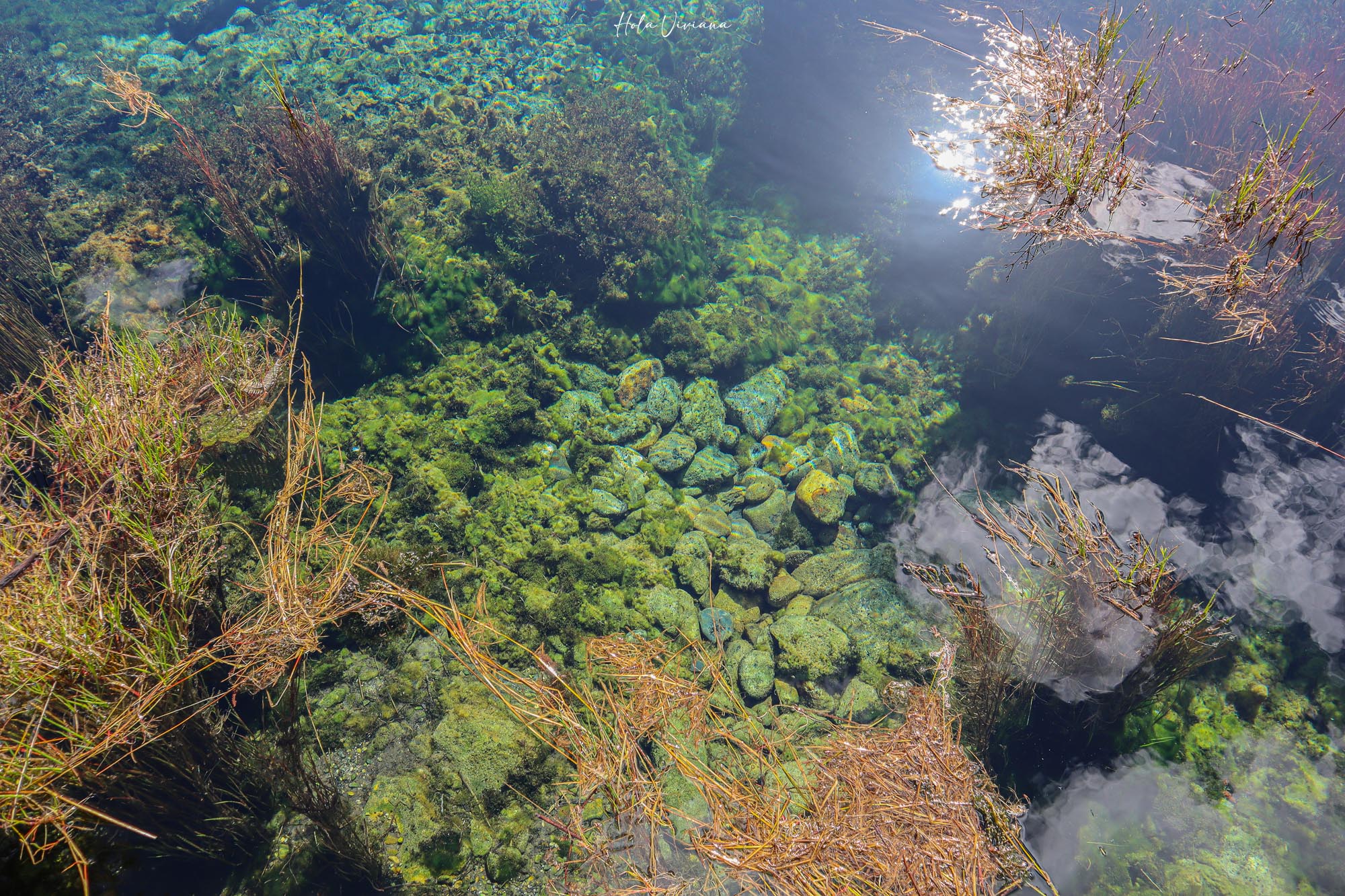 紐西蘭|朝聖 Windows 桌布拍攝地 Wharariki Beach|Golden Bay 二日遊 - 第33張圖 Takaka 景點推薦 Te Waikoropupu Springs 蒂懷科魯普普泉