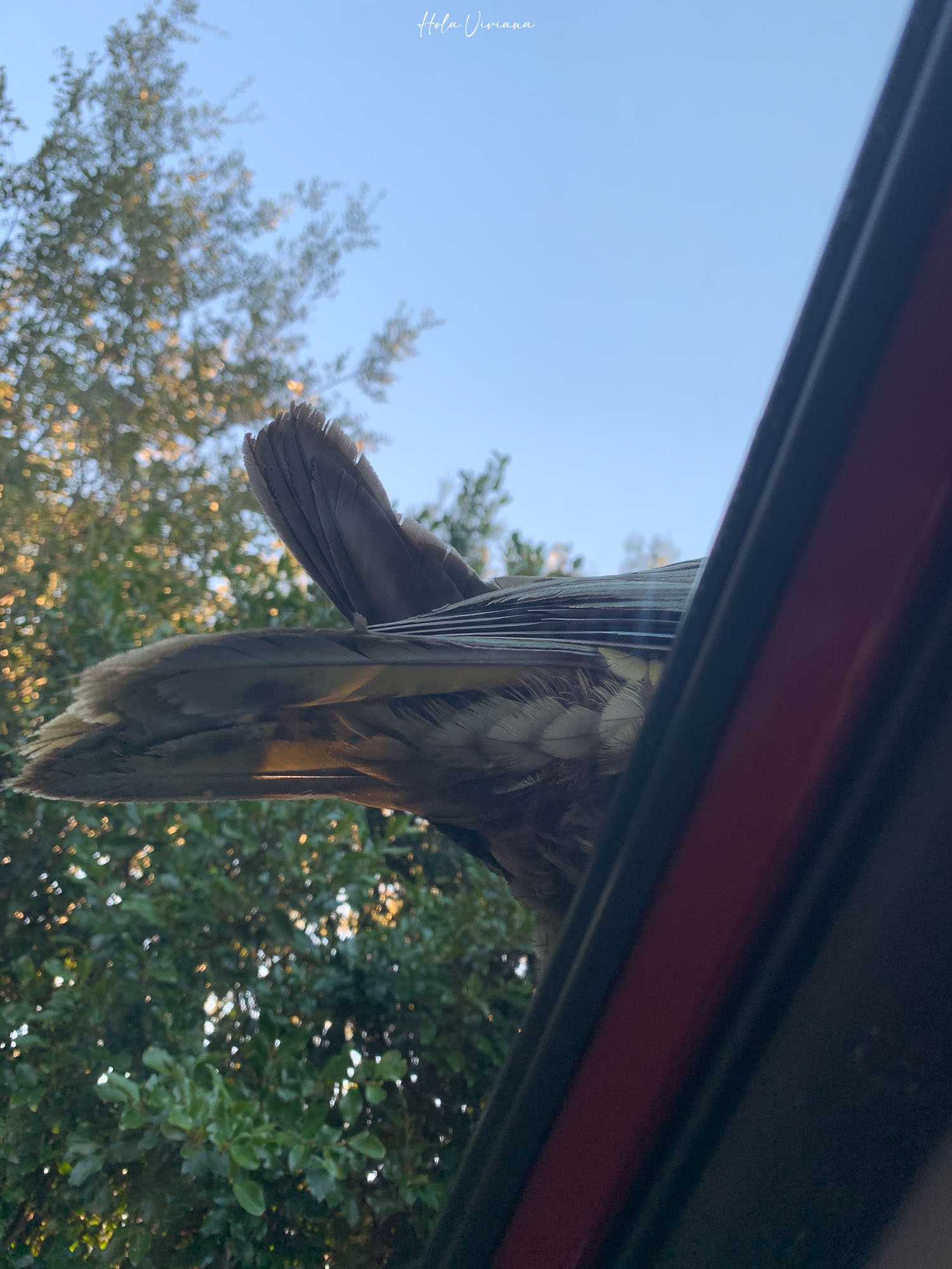 紐西蘭|Mt Arthur 登山攻略:步道資訊、交通方式與實際健行分享 - 第2張圖 紐西蘭健行 Mount Arthur Summit Route