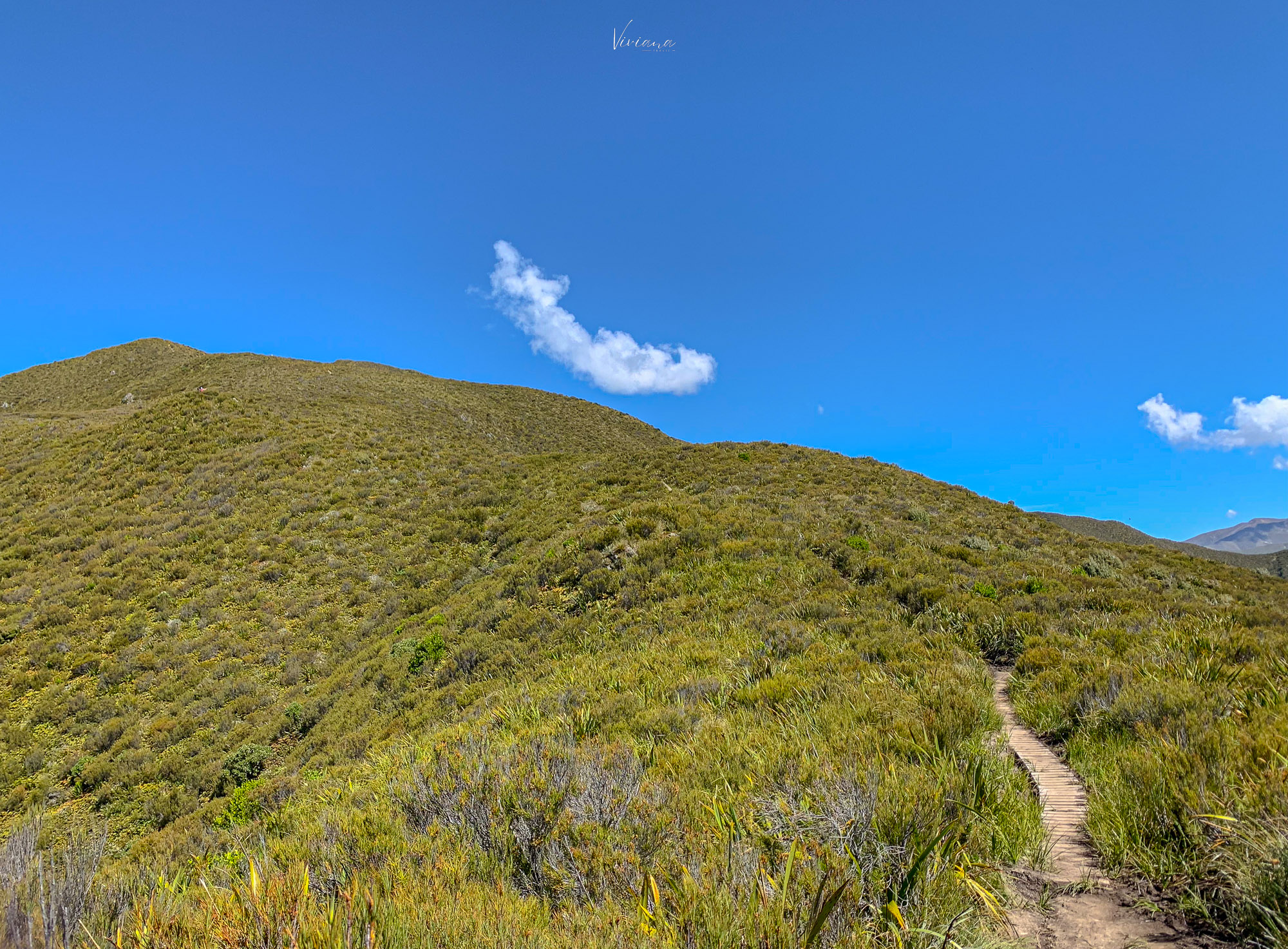 紐西蘭|到底還要爬多久?Little Mt Peel 步道攻略、一覽坎特伯雷平原 - 第6張圖 紐西蘭步道 little mt peel