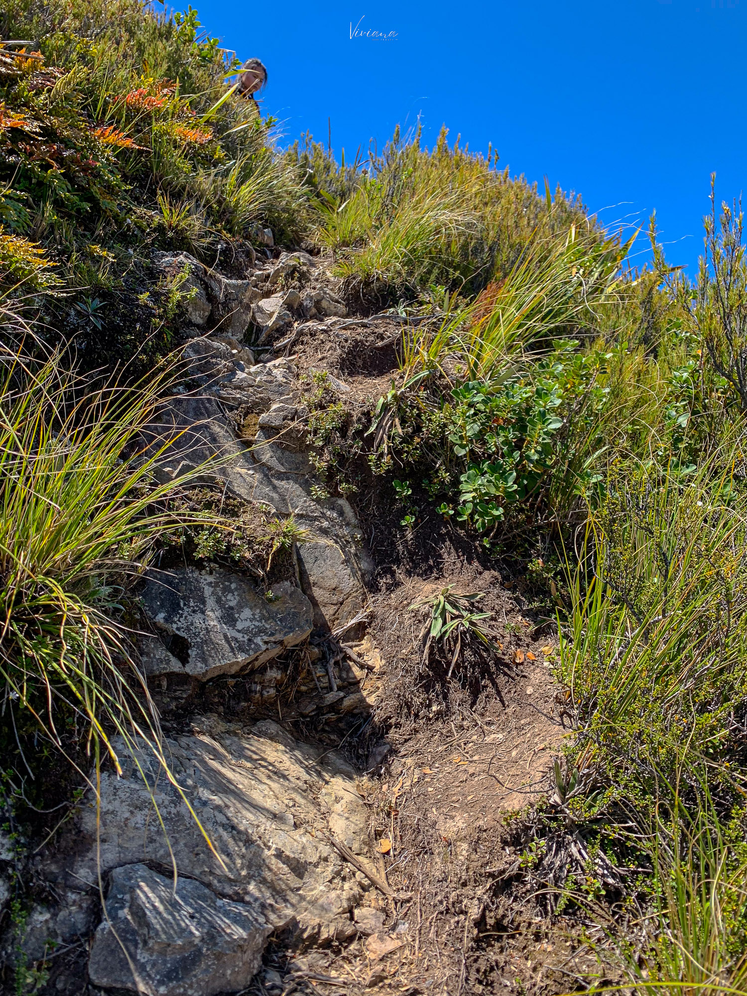 紐西蘭|到底還要爬多久?Little Mt Peel 步道攻略、一覽坎特伯雷平原 - 第22張圖 紐西蘭步道 little mt peel
