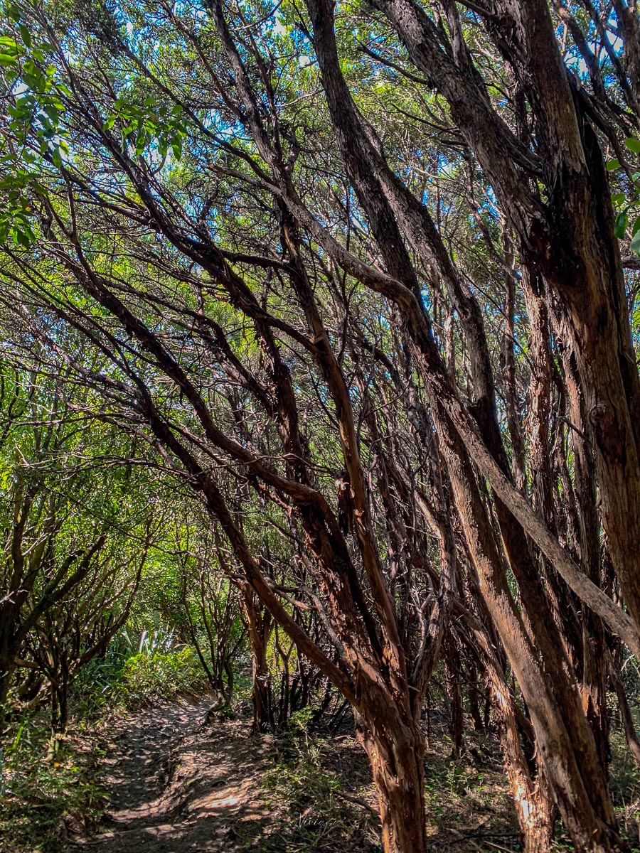紐西蘭|到底還要爬多久?Little Mt Peel 步道攻略、一覽坎特伯雷平原 - 第3張圖 紐西蘭步道 little mt peel
