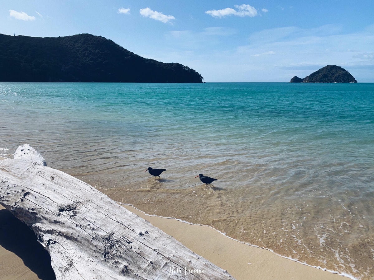 紐西蘭|南島|Abel Tasman Coast Track – 絕美海景的偉大步道 - 第27張圖 Abel Tasman Coastal Track 亞伯塔斯曼步道
