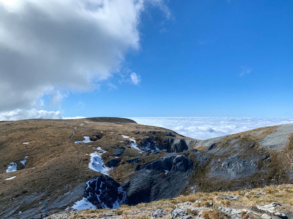 紐西蘭|南島| Mount Arthur Summit Route – Motueka 推薦健行步道 - 第11張圖 Mt Arthur