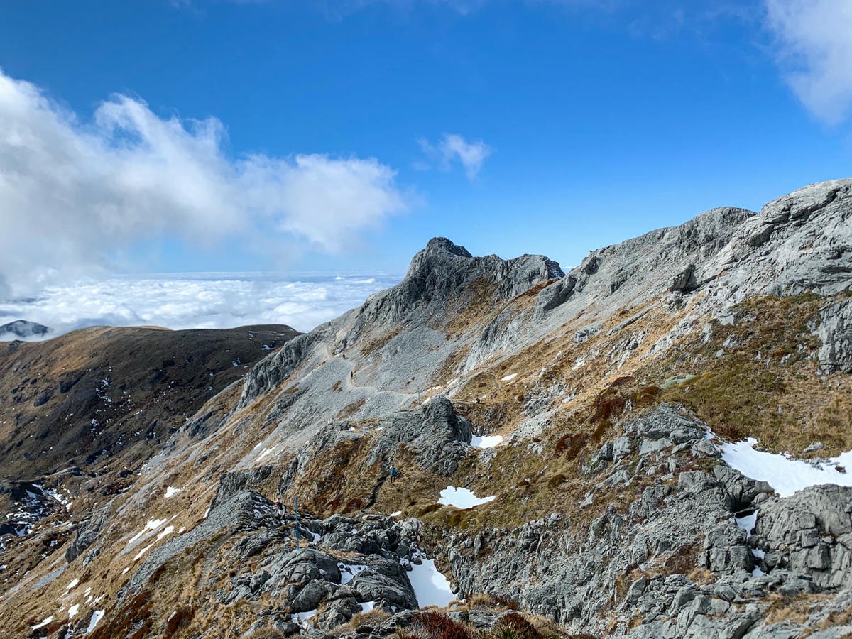 紐西蘭|南島| Mount Arthur Summit Route – Motueka 推薦健行步道 - 第23張圖 Mt Arthur