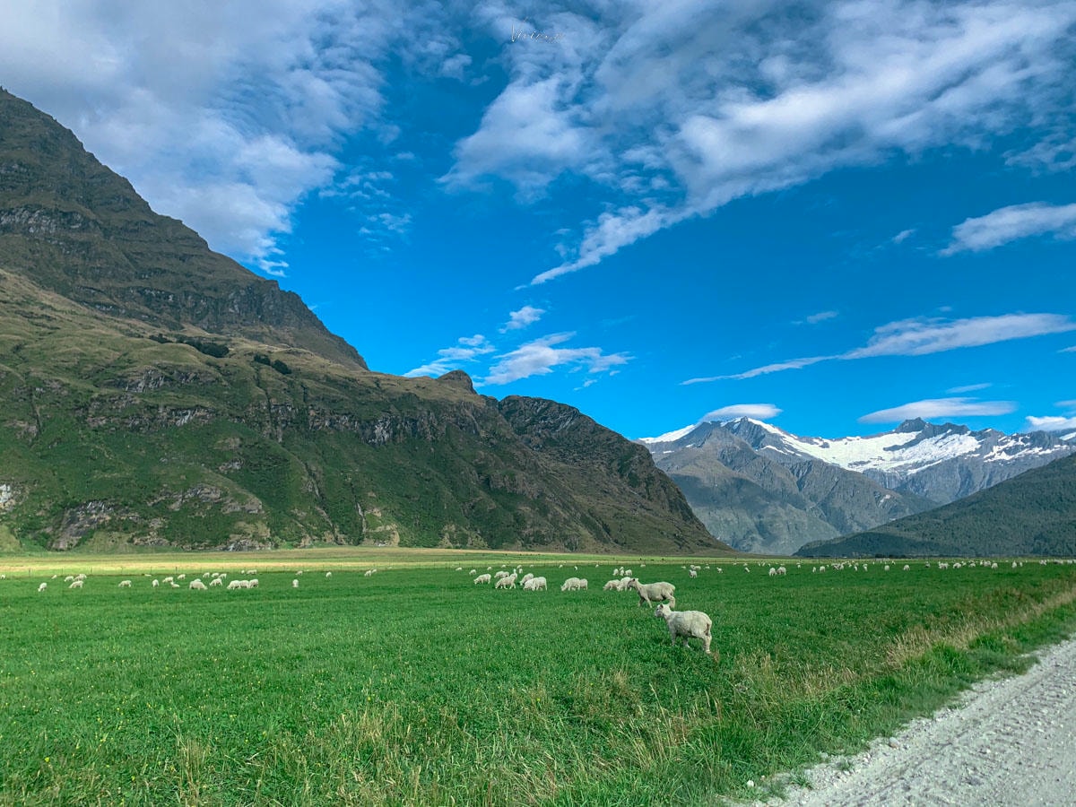 紐西蘭|瓦納卡冰河步道 Rob Roy Glacier Track 攻略、交通、裝備一次看 - 第4張圖 Rob Roy Glacier Track 羅布羅伊冰河步道
