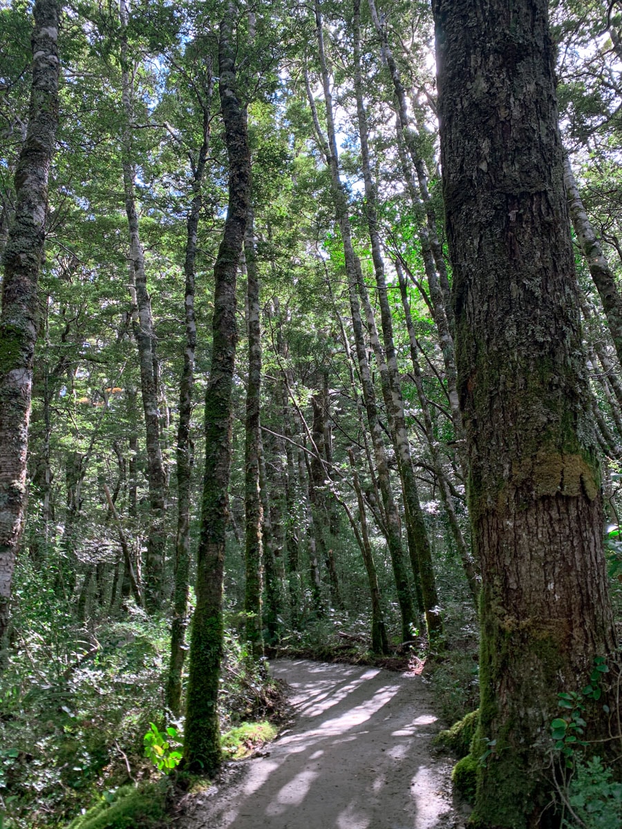 紐西蘭|瓦納卡冰河步道 Rob Roy Glacier Track 攻略、交通、裝備一次看 - 第16張圖 Rob Roy Glacier Track