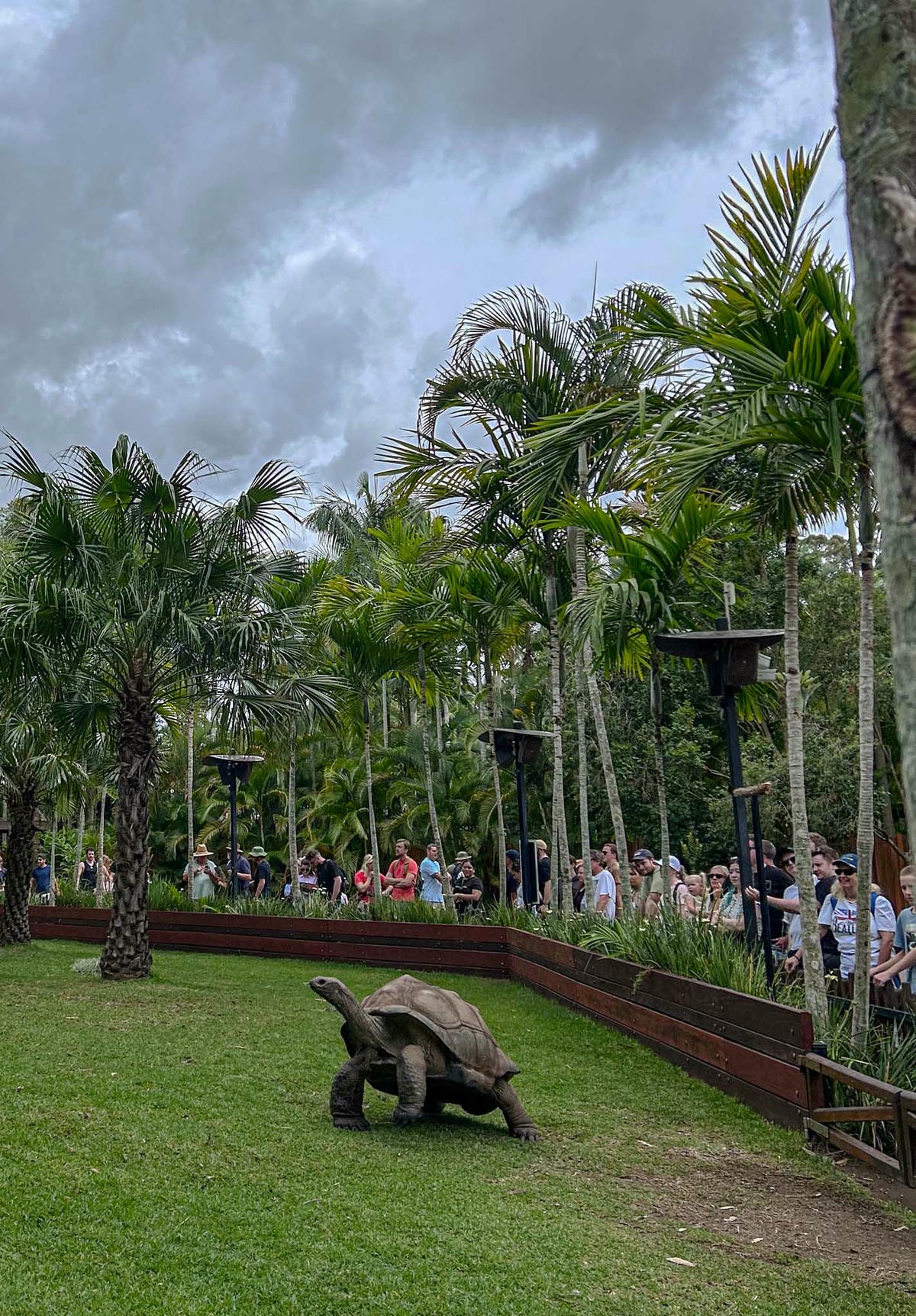 澳洲|昆士蘭|陽光海岸超推薦景點!澳洲動物園:鱷魚先生的精神永流傳 - 第4張圖 Australia Zoo