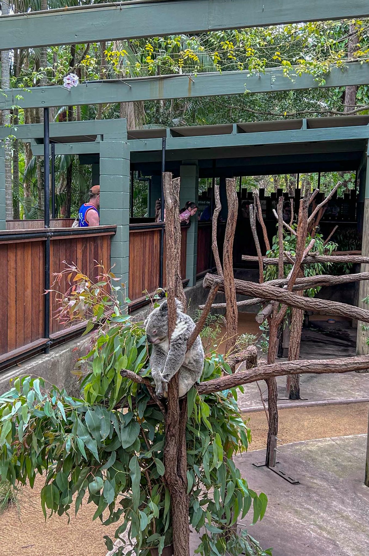 澳洲|昆士蘭|陽光海岸超推薦景點!澳洲動物園:鱷魚先生的精神永流傳 - 第12張圖