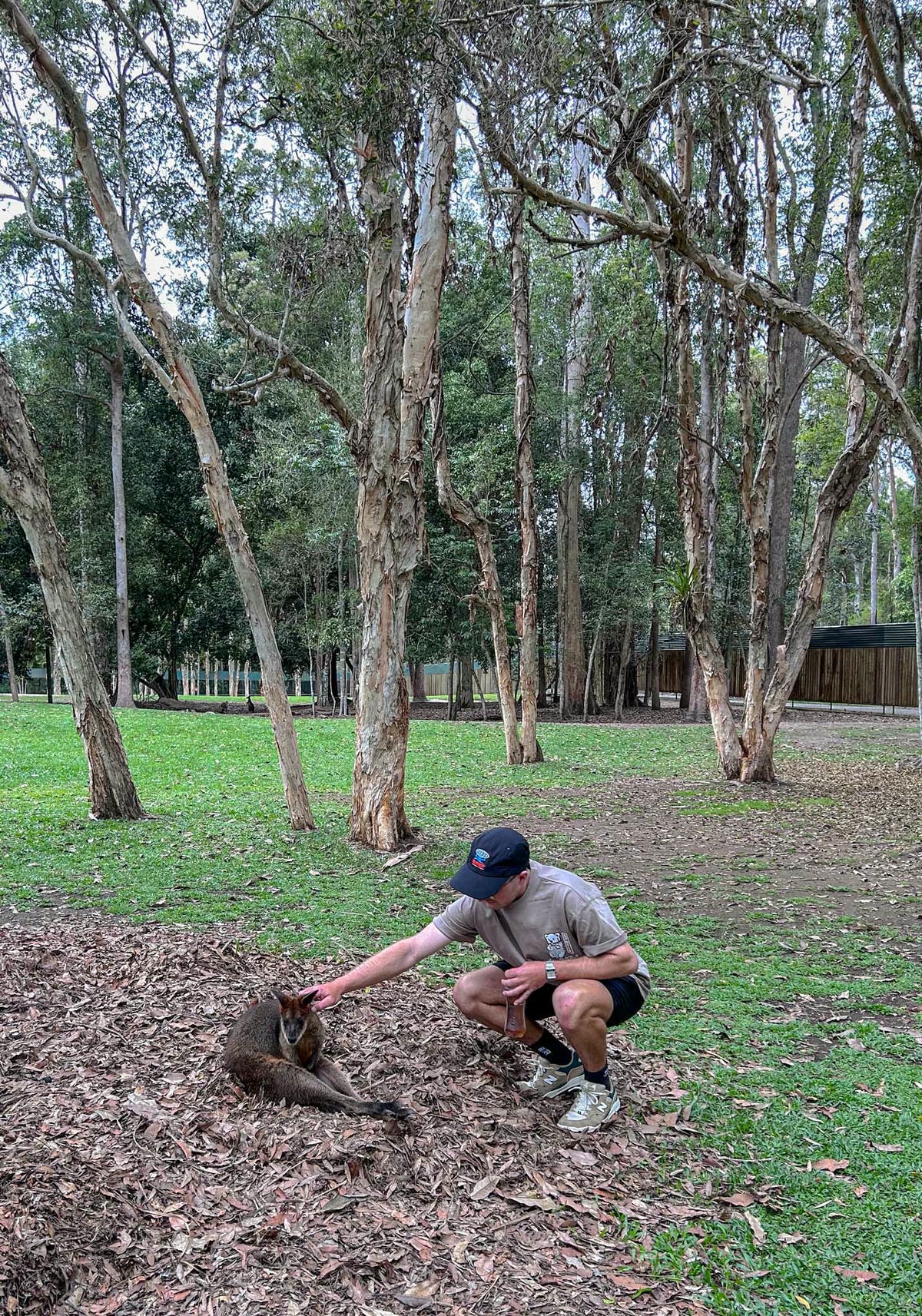 澳洲|昆士蘭|陽光海岸超推薦景點!澳洲動物園:鱷魚先生的精神永流傳 - 第8張圖 Australia Zoo