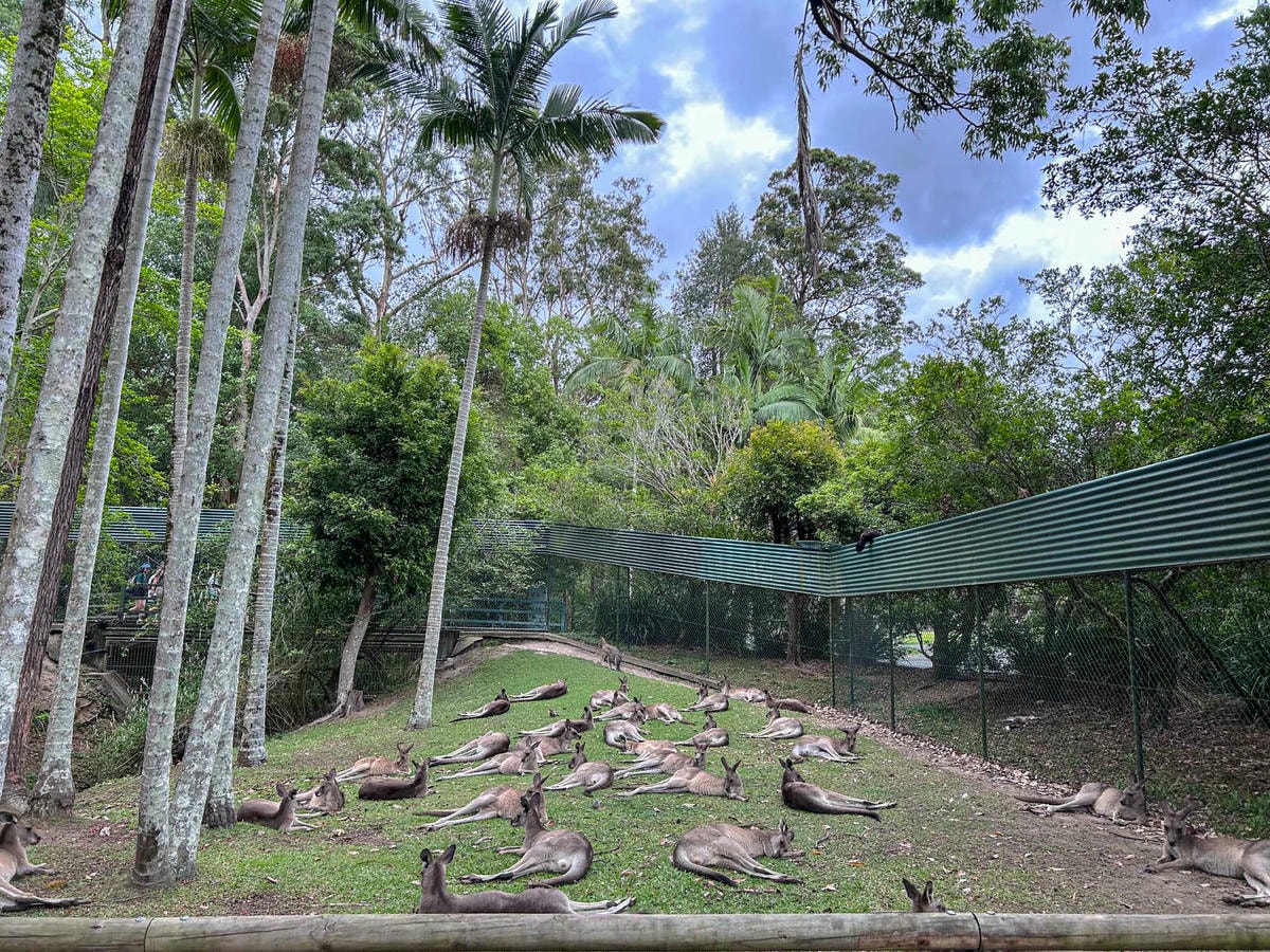 澳洲|昆士蘭|陽光海岸超推薦景點!澳洲動物園:鱷魚先生的精神永流傳 - 第11張圖 Australia Zoo