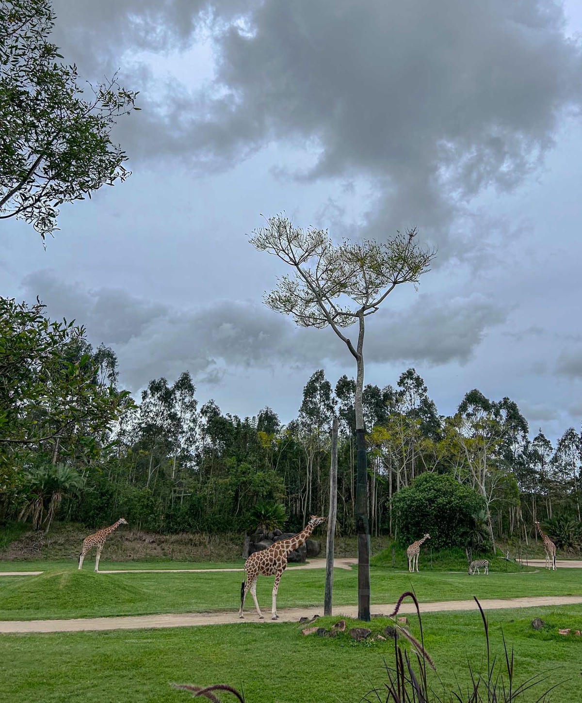澳洲|昆士蘭|陽光海岸超推薦景點!澳洲動物園:鱷魚先生的精神永流傳 - 第22張圖
