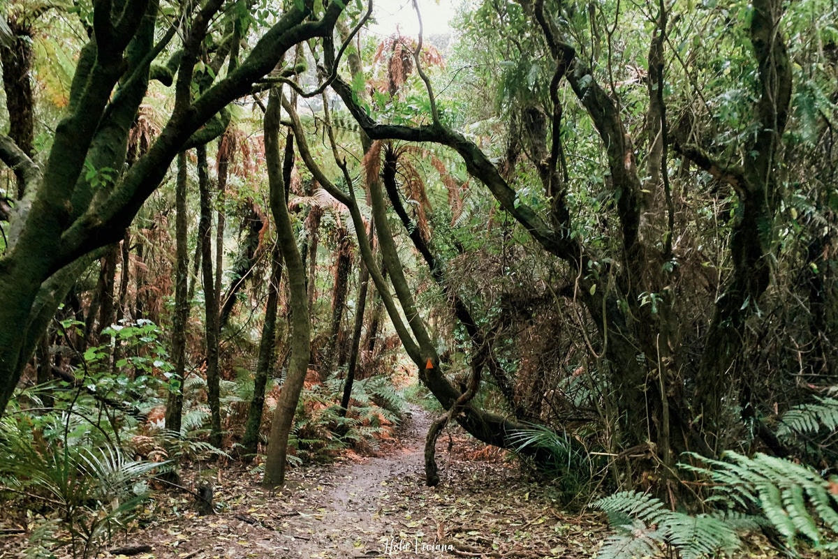 紐西蘭|南島|前進 Golden Bay 一探 Wharariki beach 和鐘乳石洞 ! - 第8張圖 Rawhiti cave