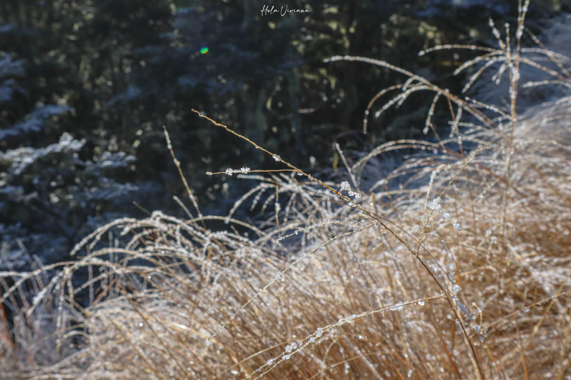 紐西蘭|Mount Robert Circuit|俯瞰 Lake Rotoiti 的半日環狀步道攻略 - 第9張圖 紐西蘭 Mount Robert Circuit 步道