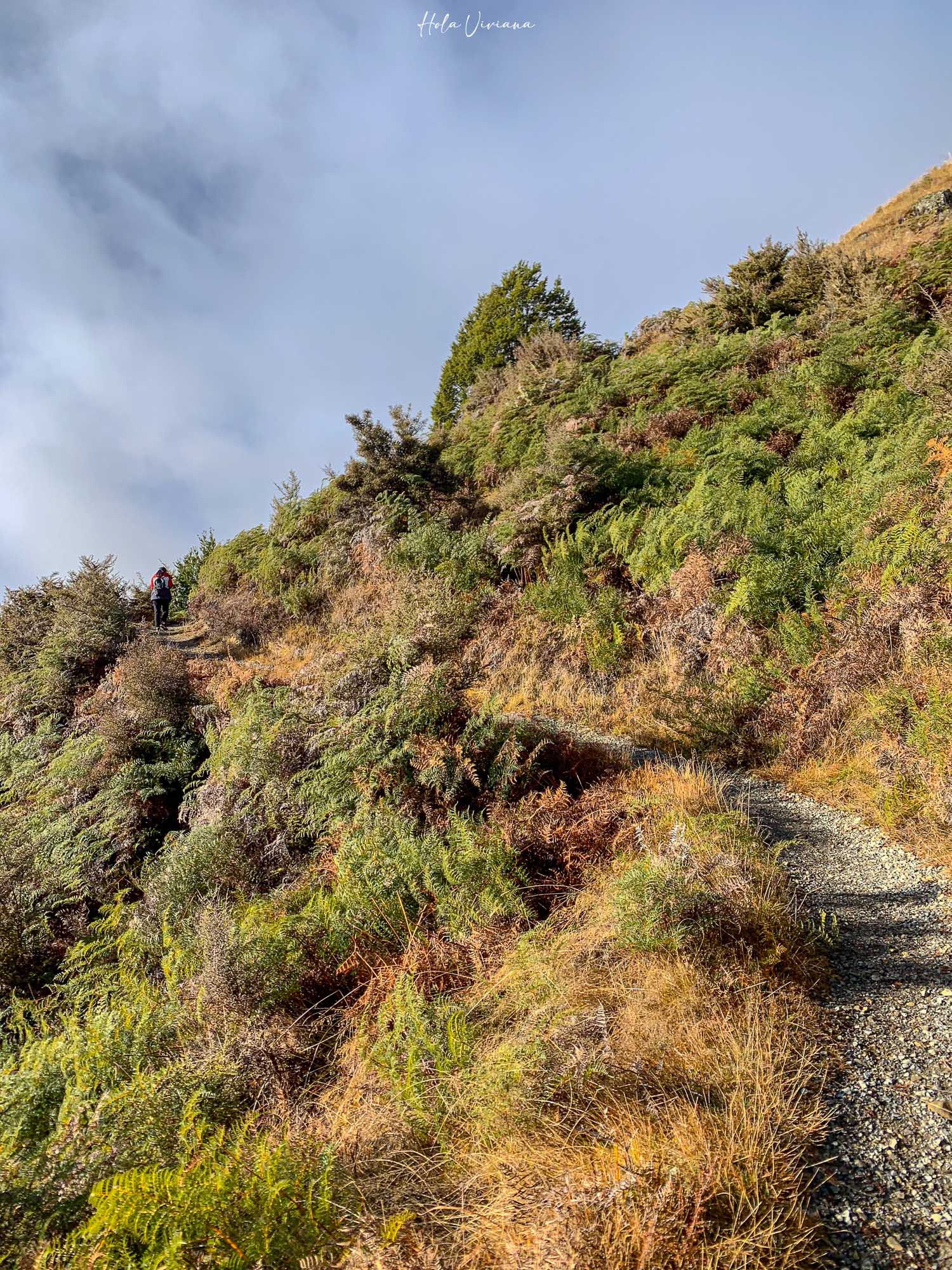 紐西蘭|Mount Robert Circuit|俯瞰 Lake Rotoiti 的半日環狀步道攻略 - 第5張圖 紐西蘭 Mount Robert Circuit 步道 Pinchgut Track