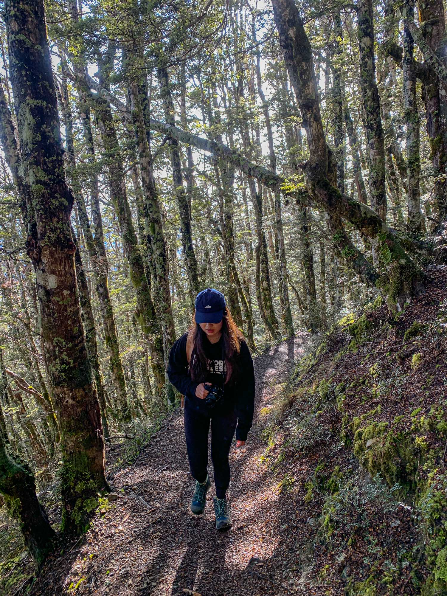 紐西蘭|Mount Robert Circuit|俯瞰 Lake Rotoiti 的半日環狀步道攻略 - 第4張圖 紐西蘭 Mount Robert Circuit 步道 Pinchgut Track
