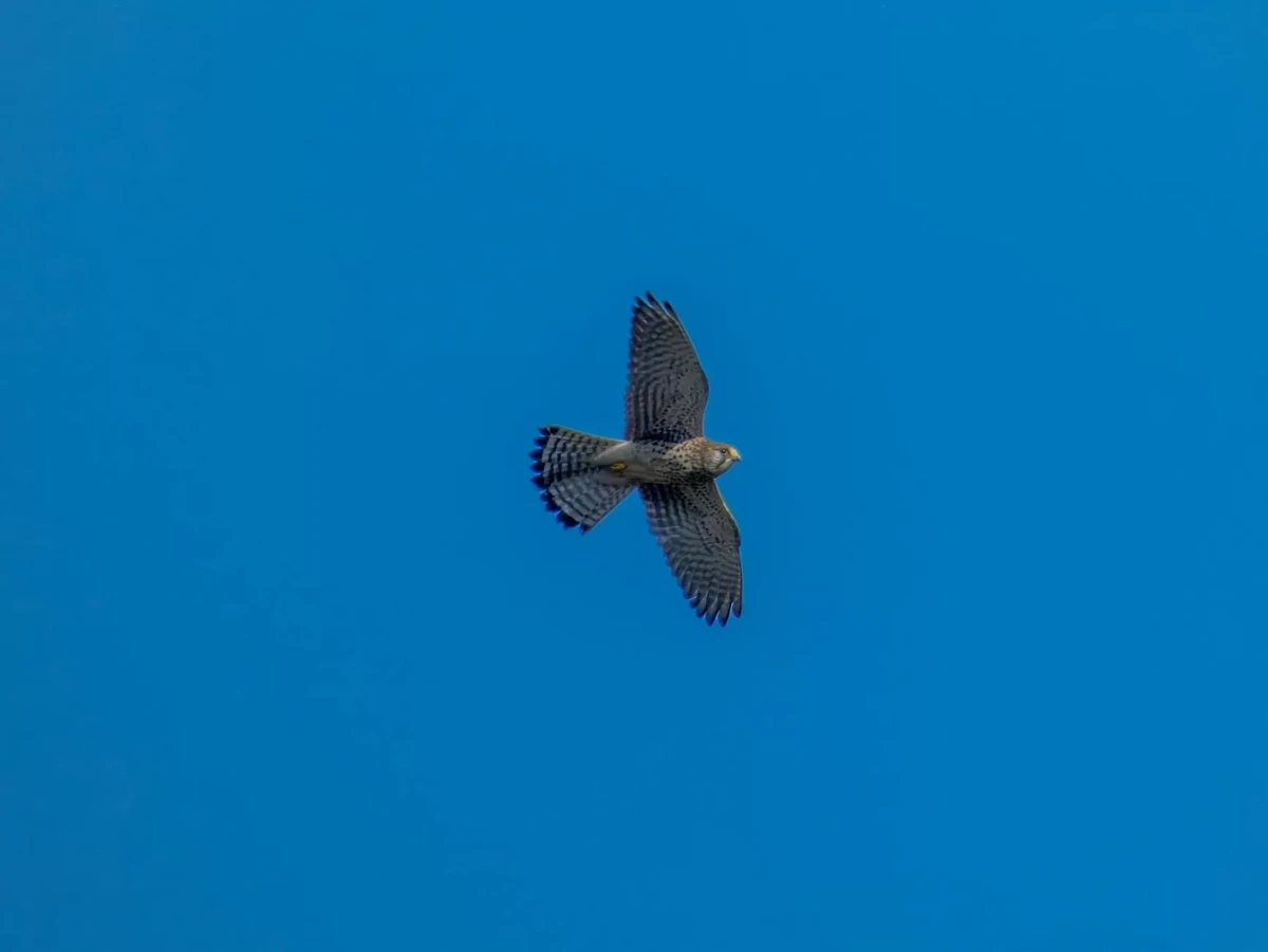 澳洲|昆士蘭|來去布里斯本看無尾熊!龍柏動物園 Lone Pine Koala Sanctuary - 第3張圖 majestic falcon soaring against clear blue sky