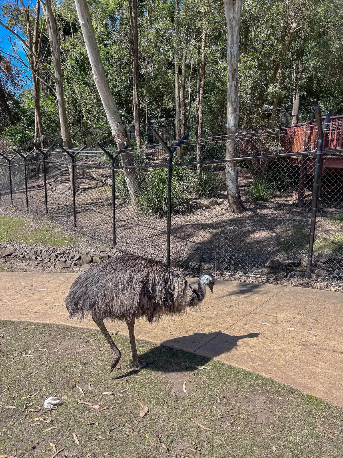 可倫賓野生動物保護區 鴯鶓