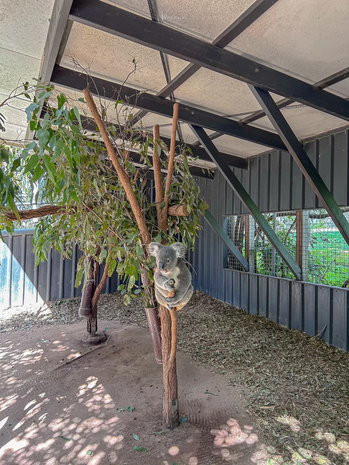 澳洲|昆士蘭|來去布里斯本看無尾熊!龍柏動物園 Lone Pine Koala Sanctuary - 第10張圖