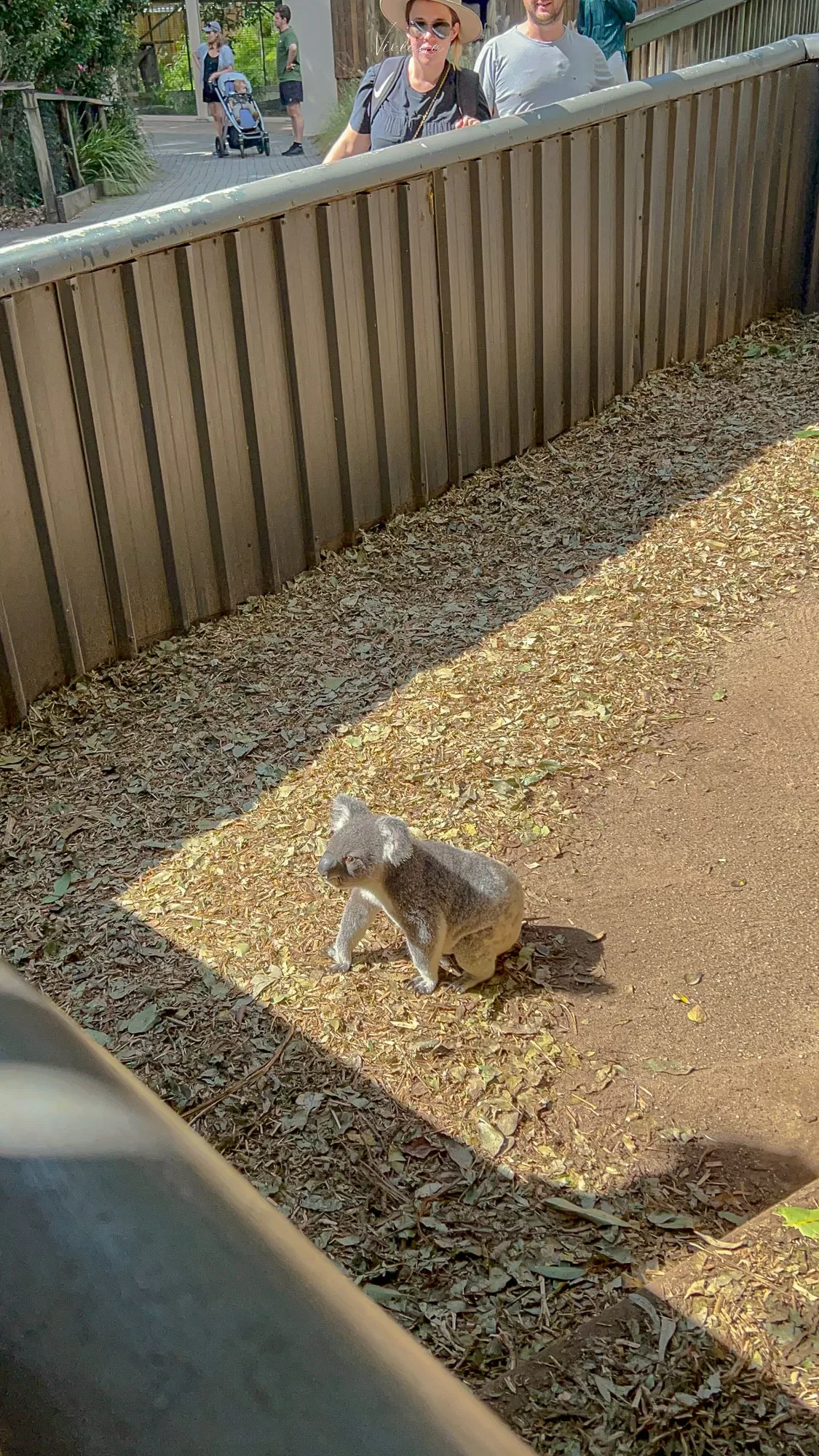 澳洲|昆士蘭|來去布里斯本看無尾熊!龍柏動物園 Lone Pine Koala Sanctuary - 第13張圖 龍柏動物園