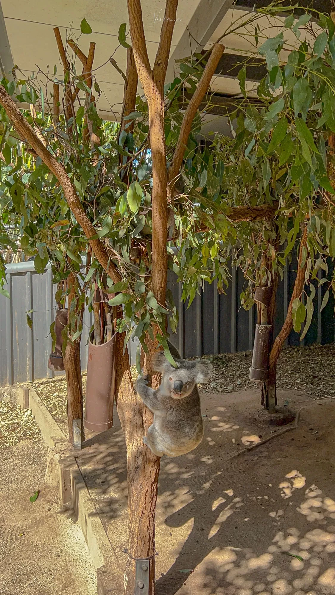 澳洲|昆士蘭|來去布里斯本看無尾熊!龍柏動物園 Lone Pine Koala Sanctuary - 第11張圖