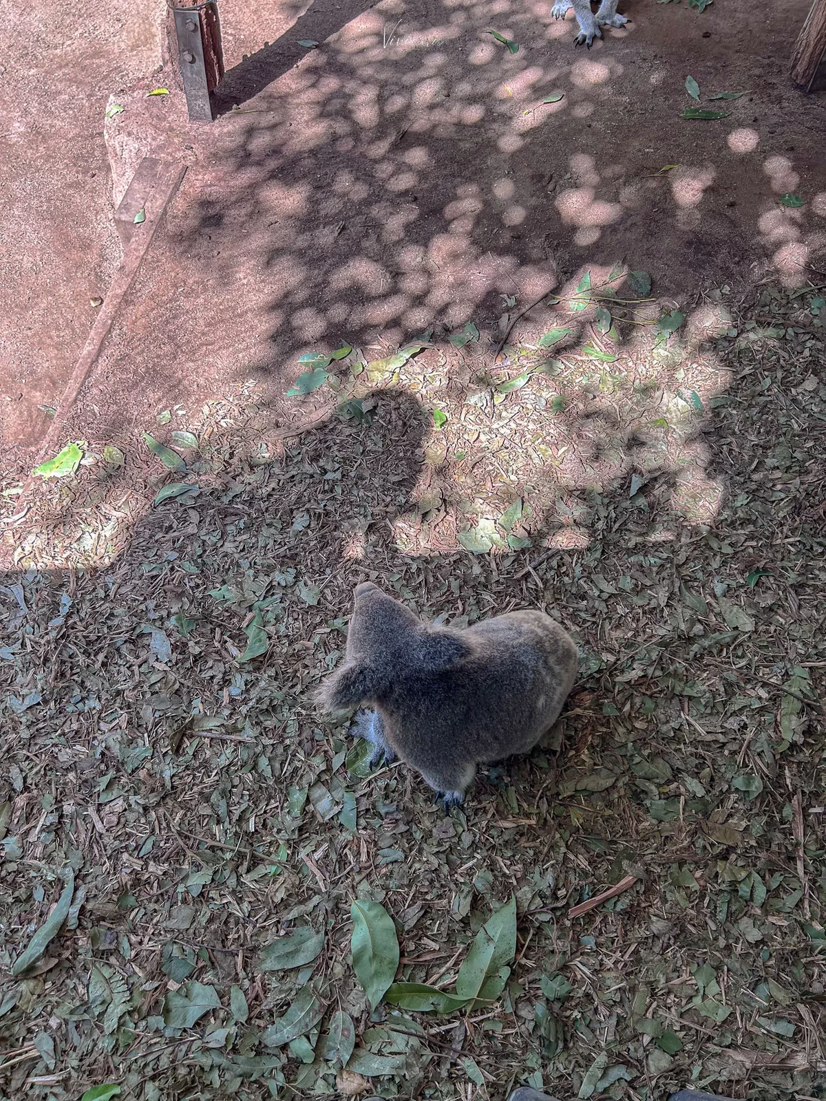 澳洲|昆士蘭|來去布里斯本看無尾熊!龍柏動物園 Lone Pine Koala Sanctuary - 第12張圖 龍柏動物園