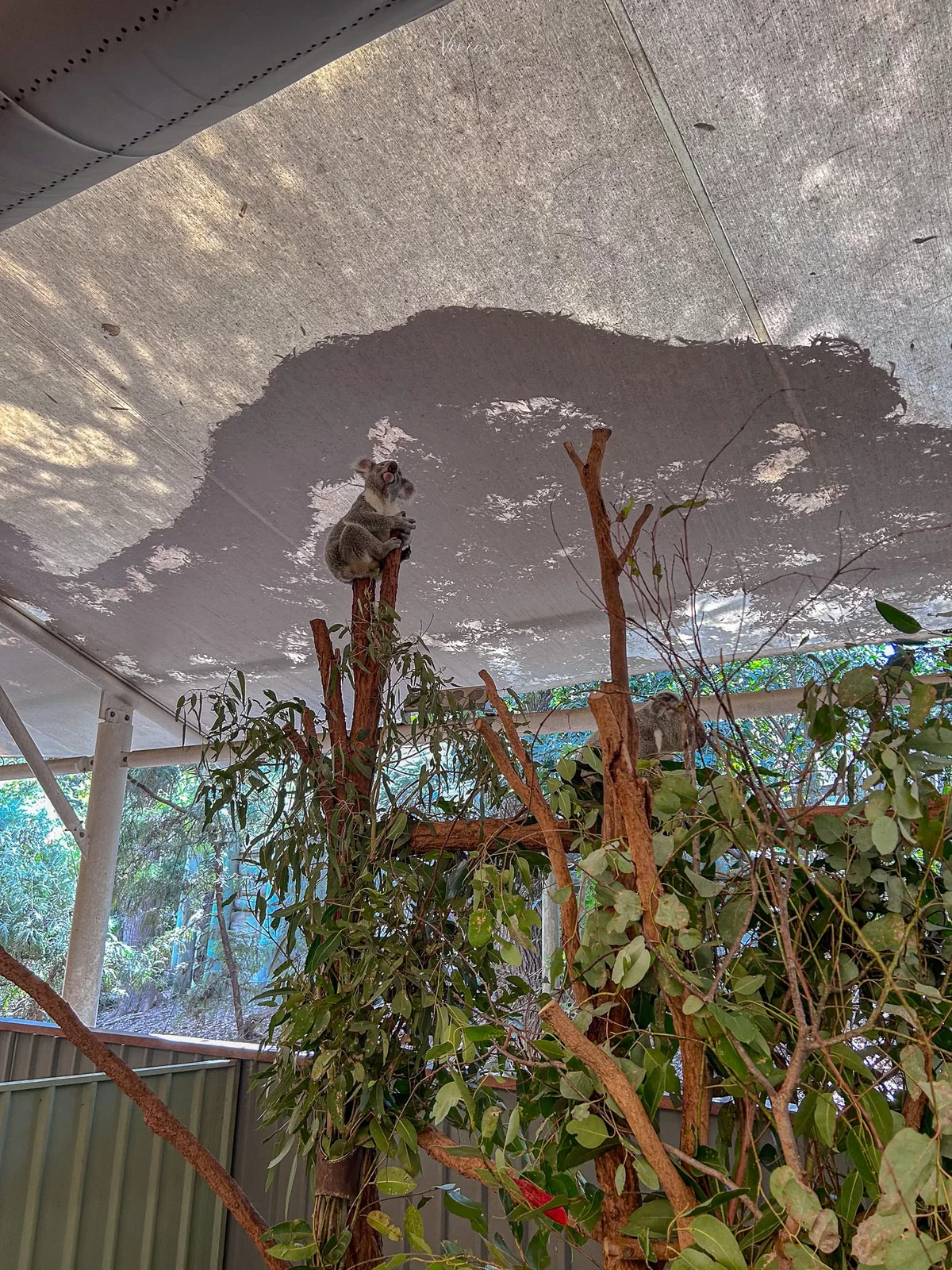 澳洲|昆士蘭|來去布里斯本看無尾熊!龍柏動物園 Lone Pine Koala Sanctuary - 第2張圖 龍柏動物園 無尾熊