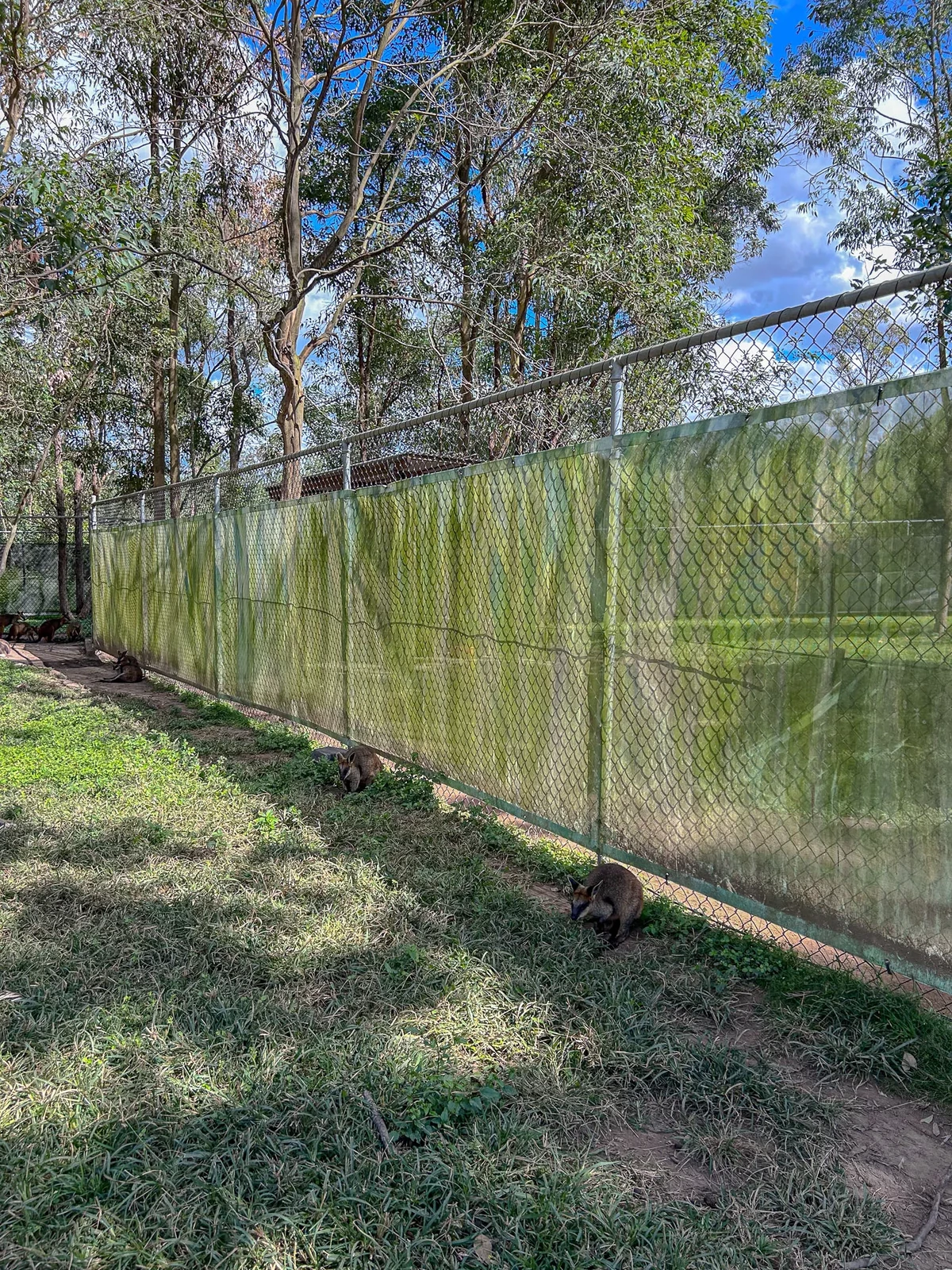 澳洲|昆士蘭|來去布里斯本看無尾熊!龍柏動物園 Lone Pine Koala Sanctuary - 第20張圖