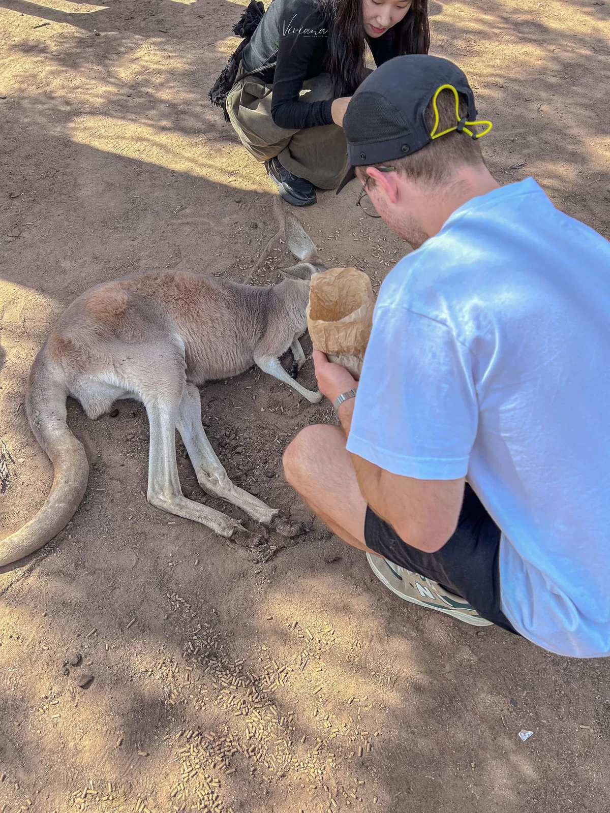 澳洲|昆士蘭|來去布里斯本看無尾熊!龍柏動物園 Lone Pine Koala Sanctuary - 第19張圖