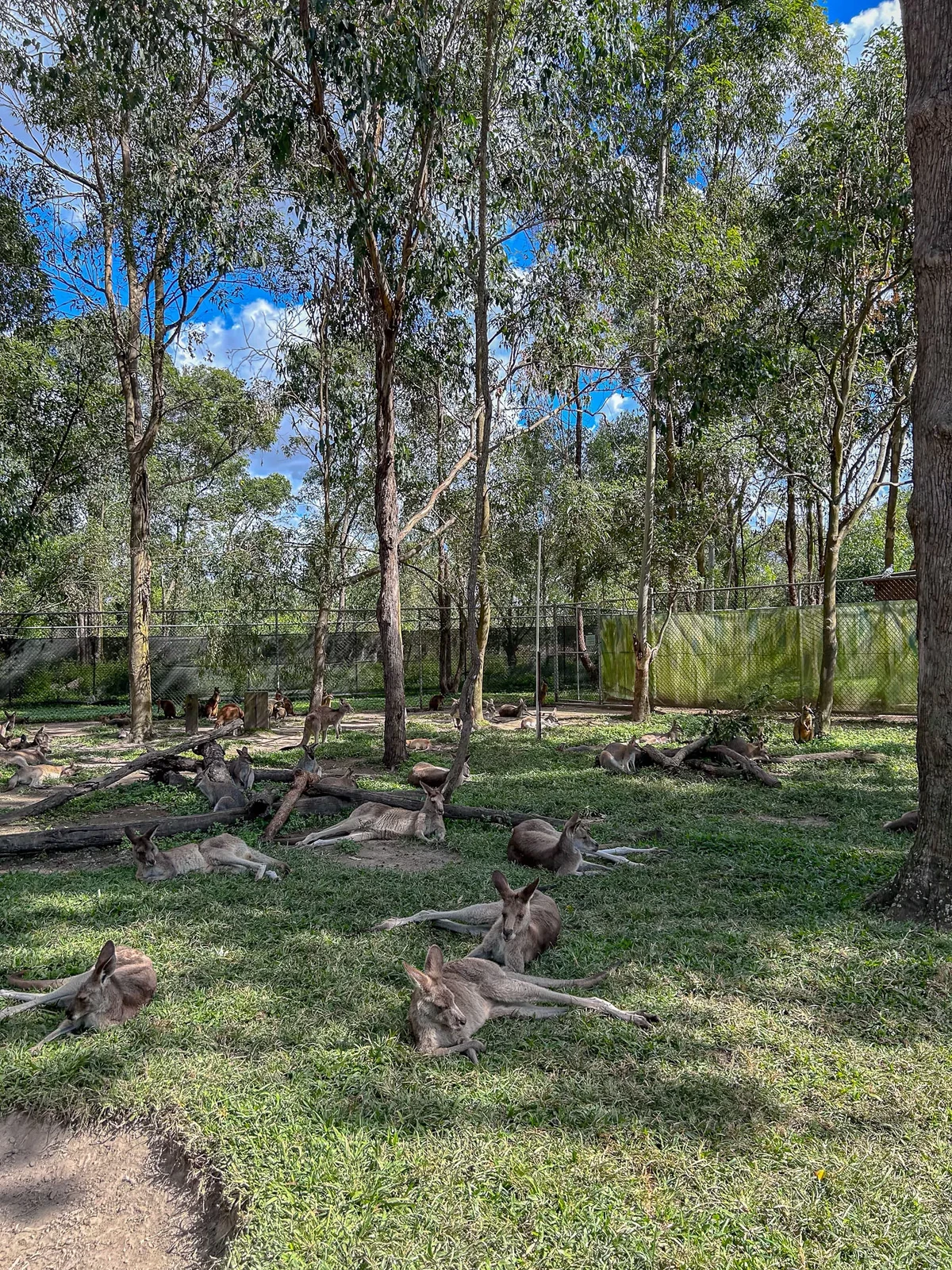 澳洲|昆士蘭|來去布里斯本看無尾熊!龍柏動物園 Lone Pine Koala Sanctuary - 第18張圖