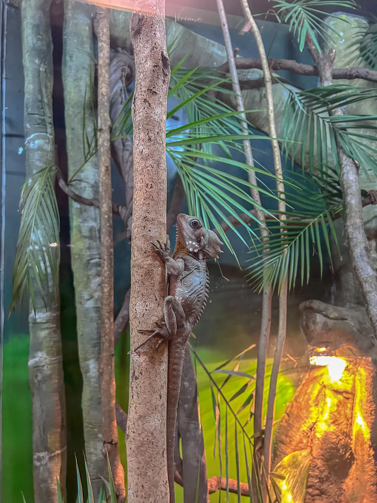 澳洲|昆士蘭|來去布里斯本看無尾熊!龍柏動物園 Lone Pine Koala Sanctuary - 第24張圖