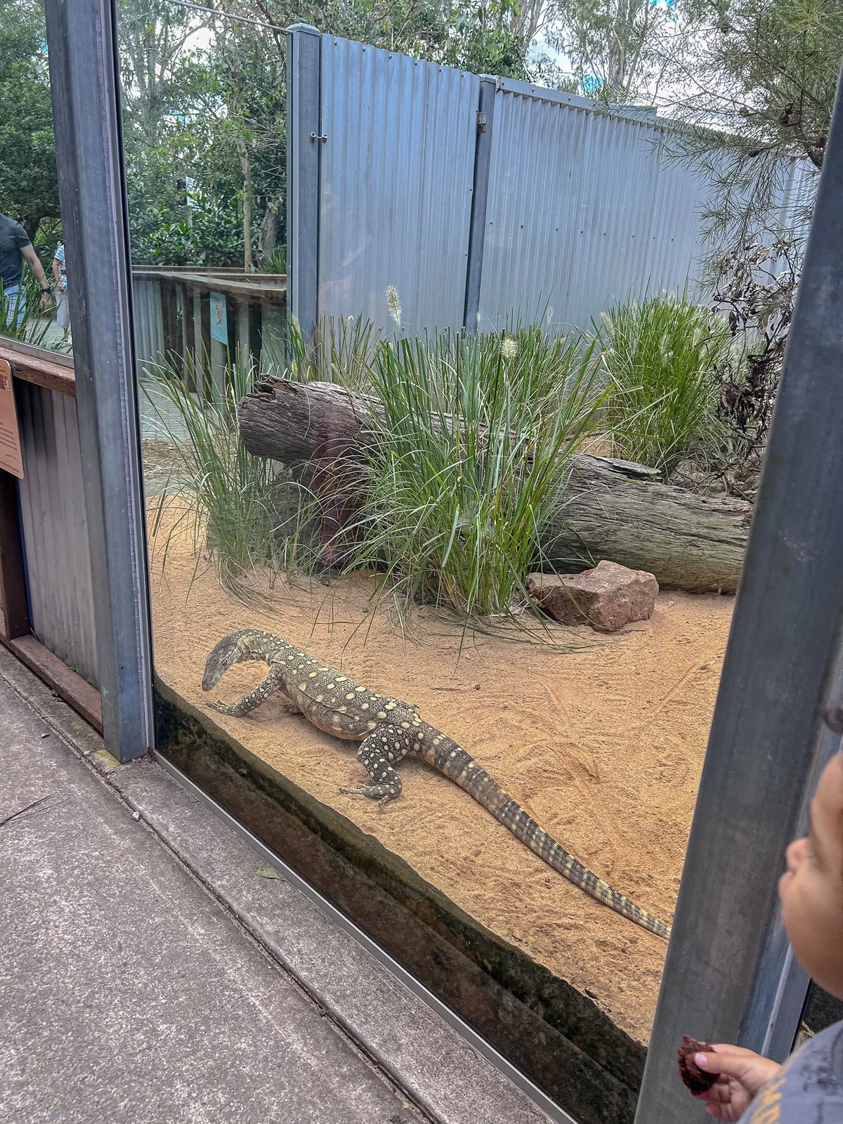 澳洲|昆士蘭|來去布里斯本看無尾熊!龍柏動物園 Lone Pine Koala Sanctuary - 第26張圖