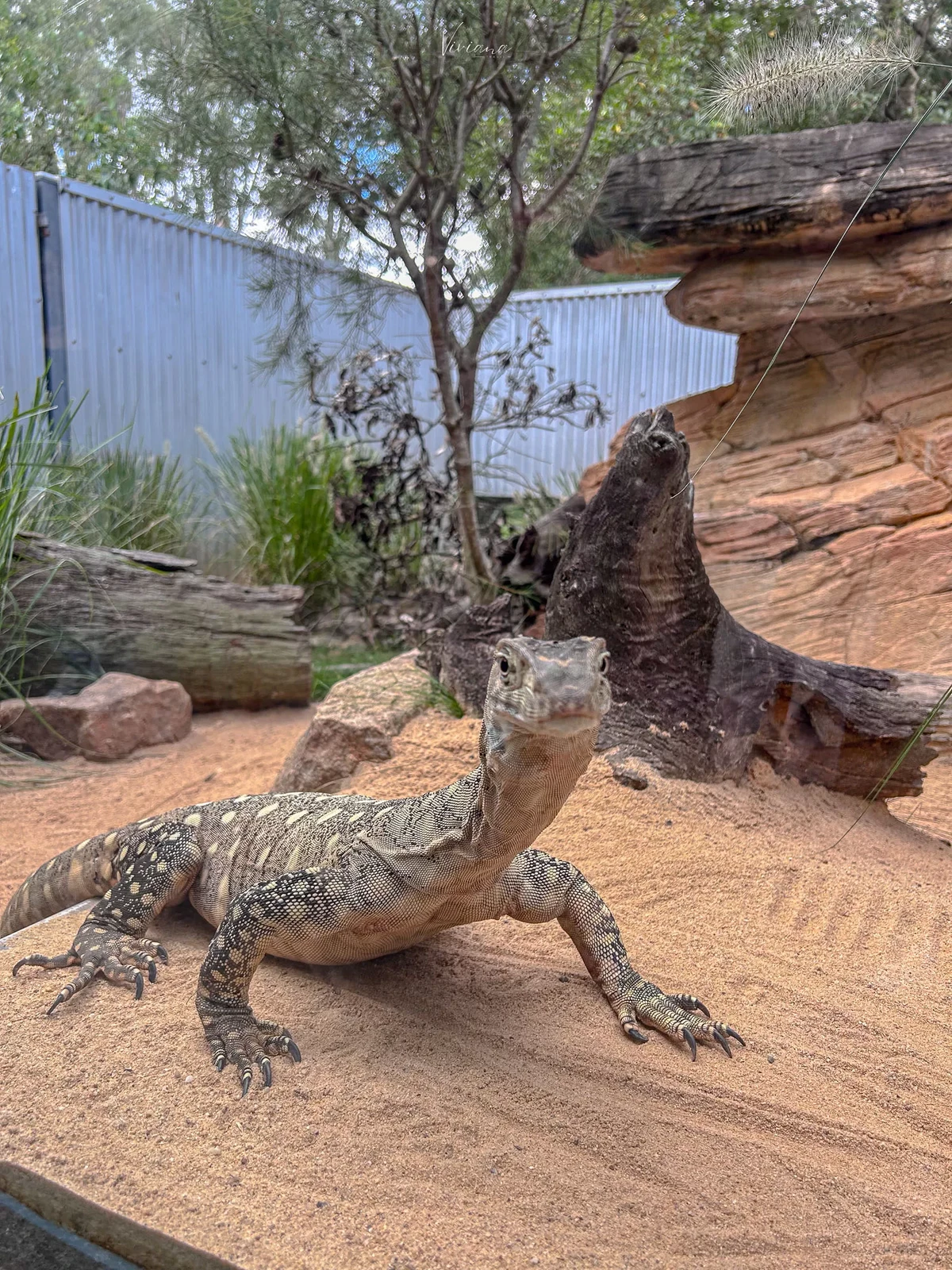 澳洲|昆士蘭|來去布里斯本看無尾熊!龍柏動物園 Lone Pine Koala Sanctuary - 第27張圖