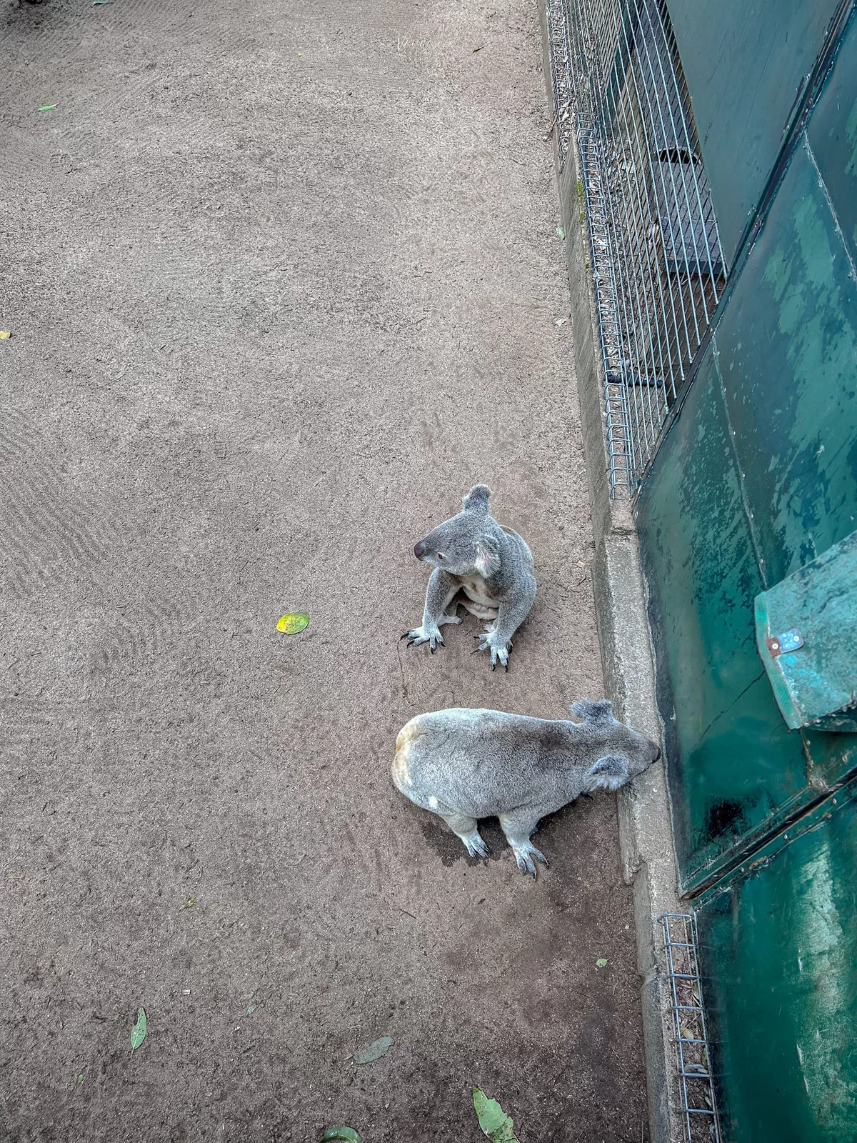澳洲|昆士蘭|來去布里斯本看無尾熊!龍柏動物園 Lone Pine Koala Sanctuary - 第22張圖