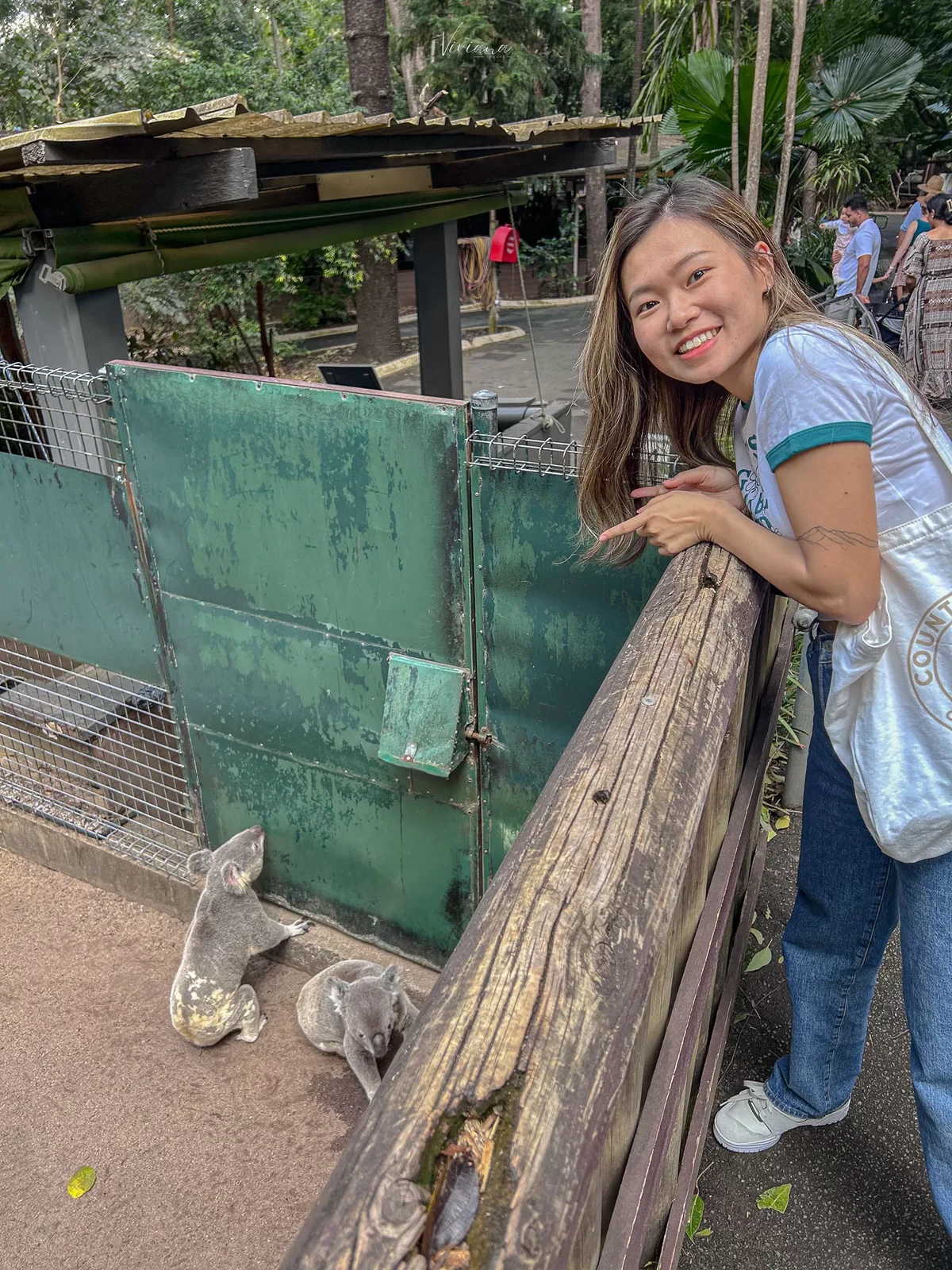 澳洲|昆士蘭|來去布里斯本看無尾熊!龍柏動物園 Lone Pine Koala Sanctuary - 第23張圖