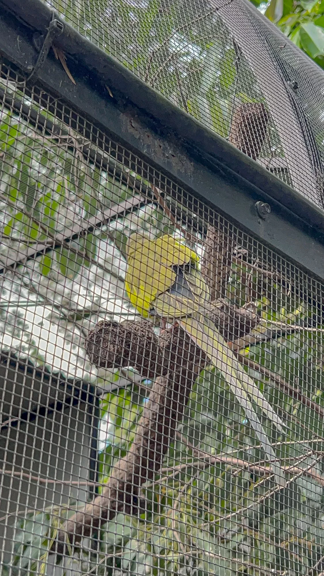 澳洲|昆士蘭|來去布里斯本看無尾熊!龍柏動物園 Lone Pine Koala Sanctuary - 第25張圖