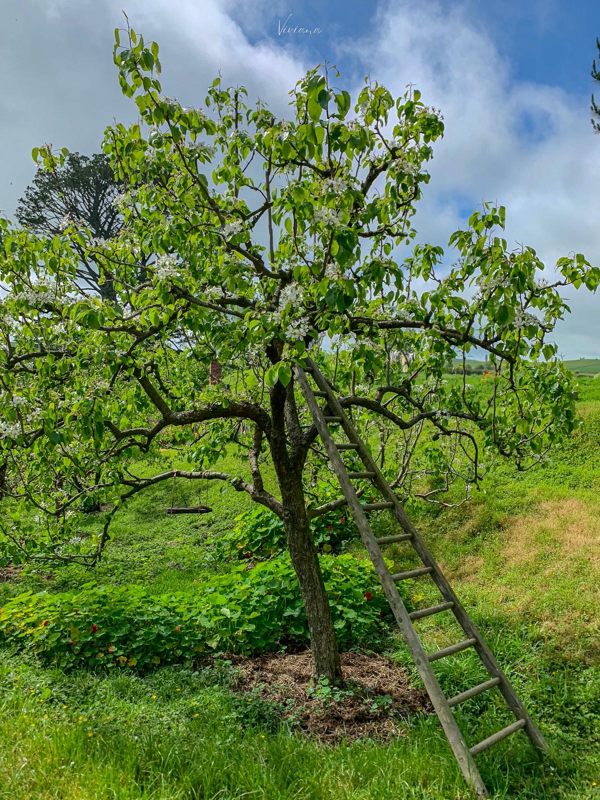 Hobbiton 哈比村