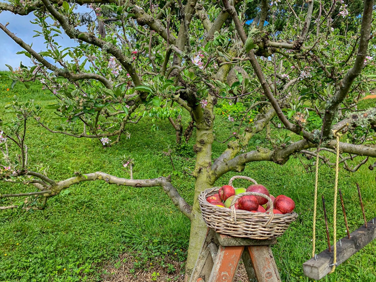 Hobbiton 哈比村