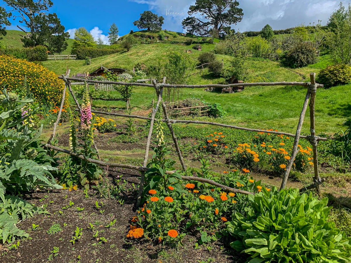 Hobbiton 哈比村 綠龍酒館