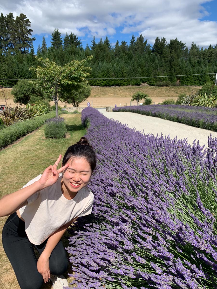 紐西蘭|瓦納卡 Wanaka|南島度假小鎮攻略、懶人包 - 第11張圖 瓦納卡薰衣草農場 wanaka lavender farm