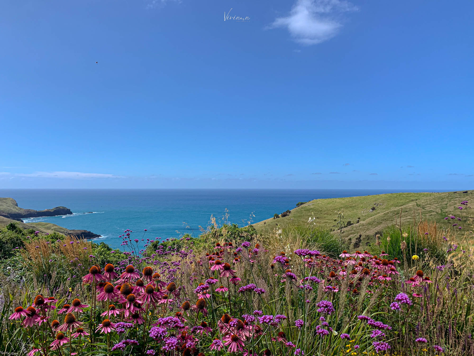 fishermans bay garden 紐西蘭