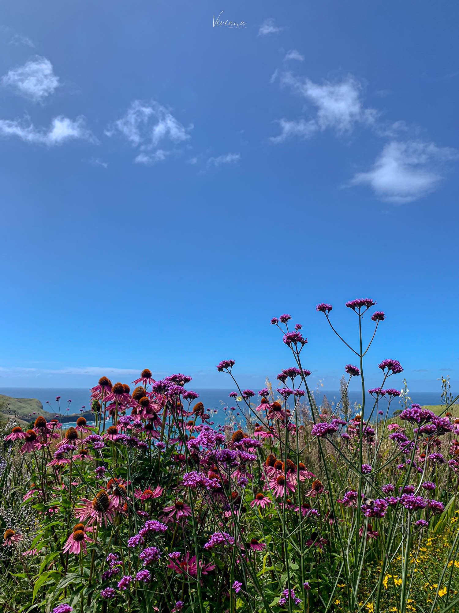 fishermans bay garden 紐西蘭