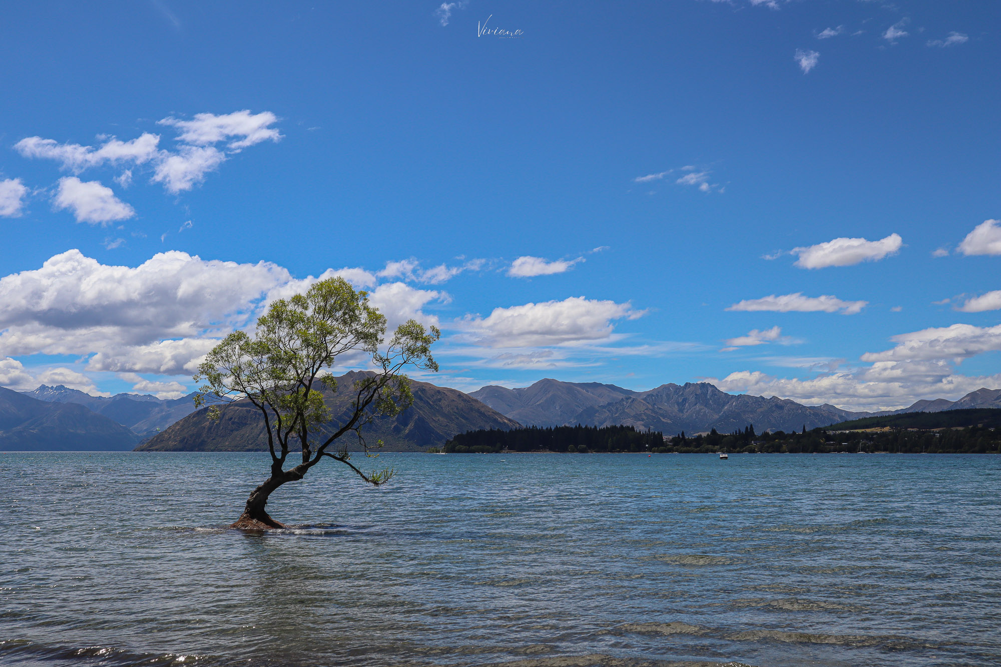 紐西蘭|瓦納卡 Wanaka|南島度假小鎮攻略、懶人包 - 第6張圖 夏季的瓦納卡樹