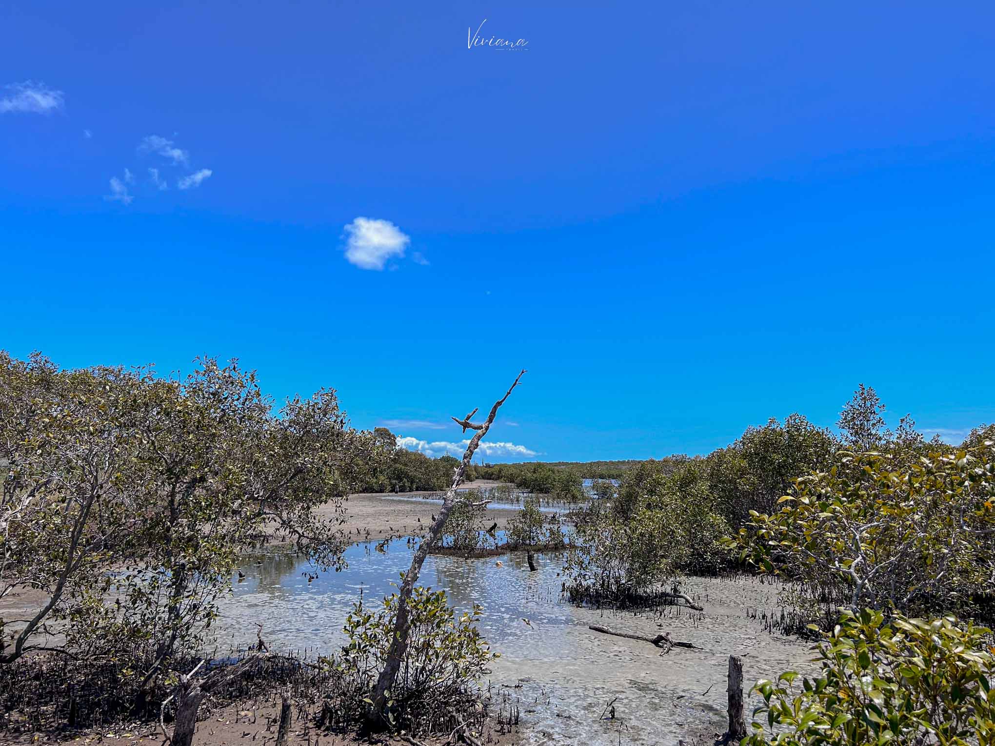 布里斯本景點 Wynnum Mangrove Boardwalk 木棧步道