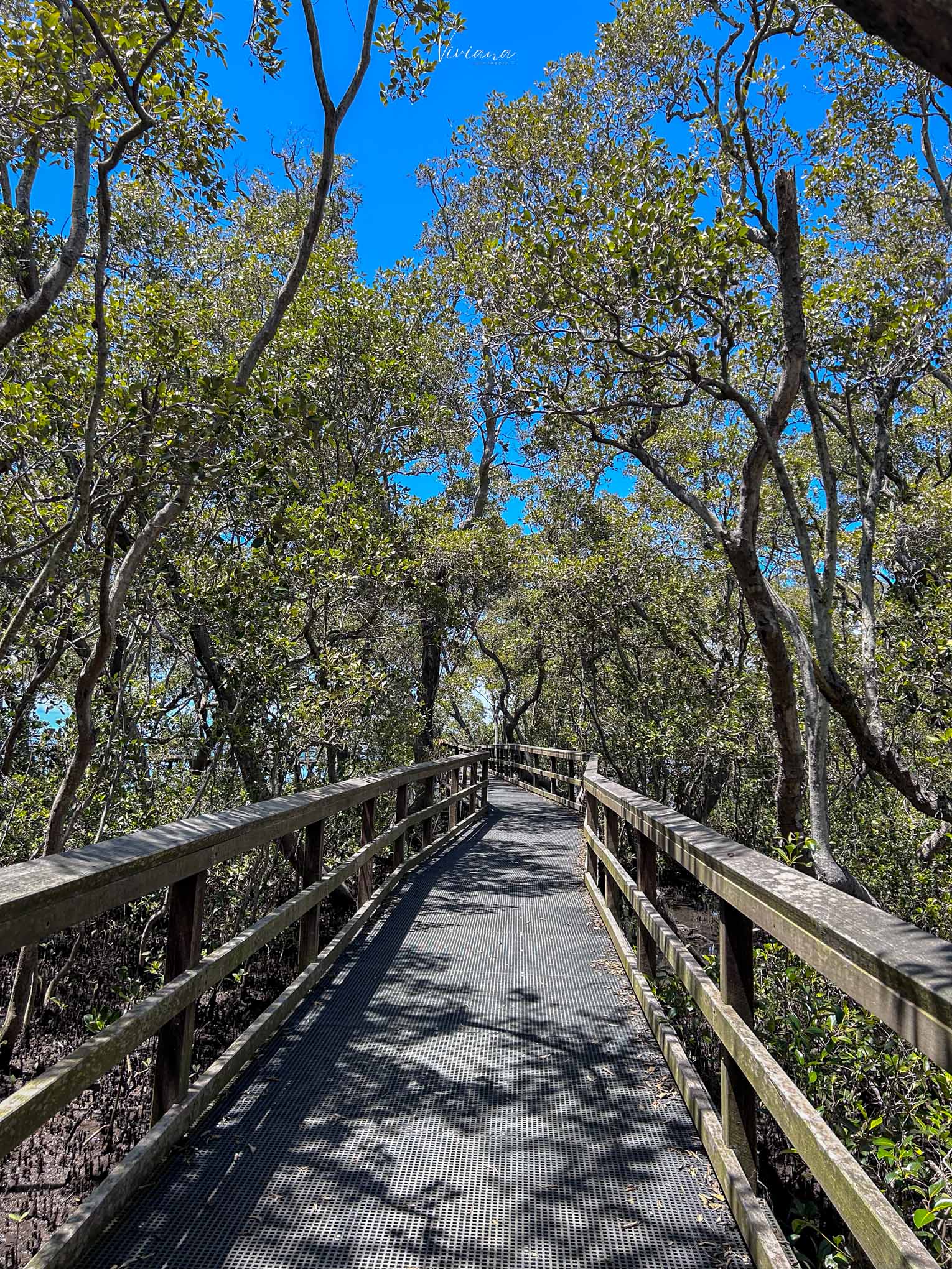 布里斯本景點 Wynnum Mangrove Boardwalk 木棧步道