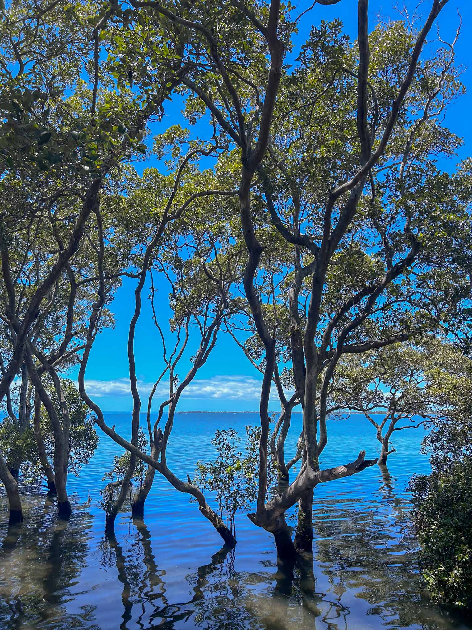 布里斯本景點 Wynnum Mangrove Boardwalk 木棧步道