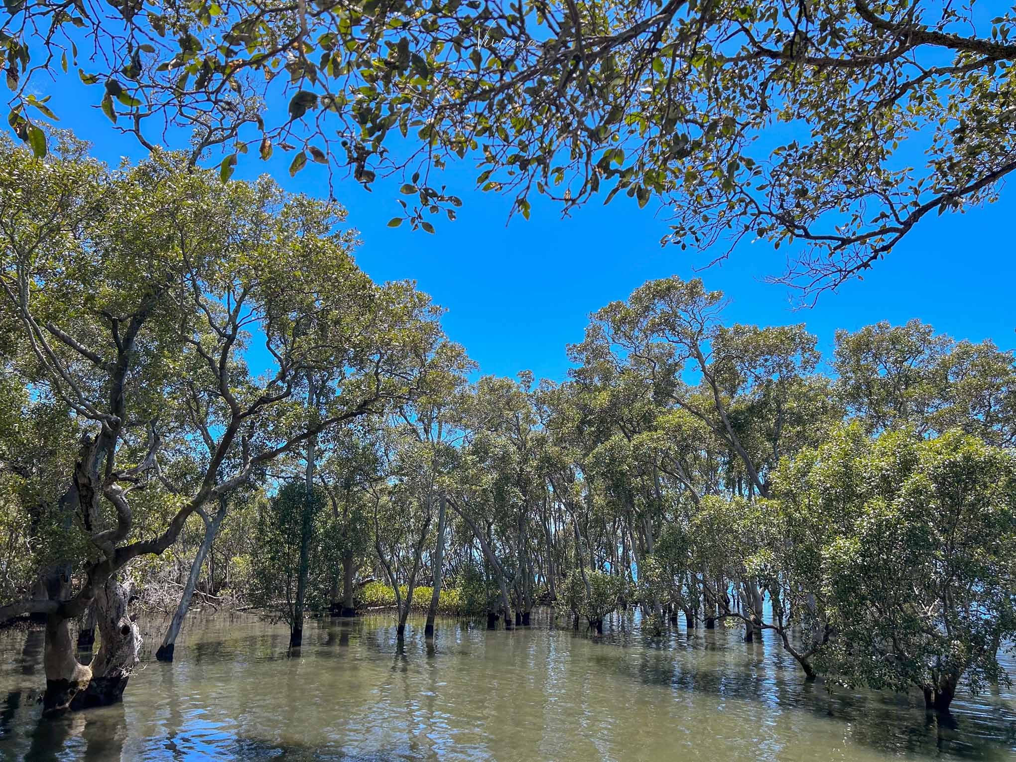 布里斯本景點 Wynnum Mangrove Boardwalk 木棧步道